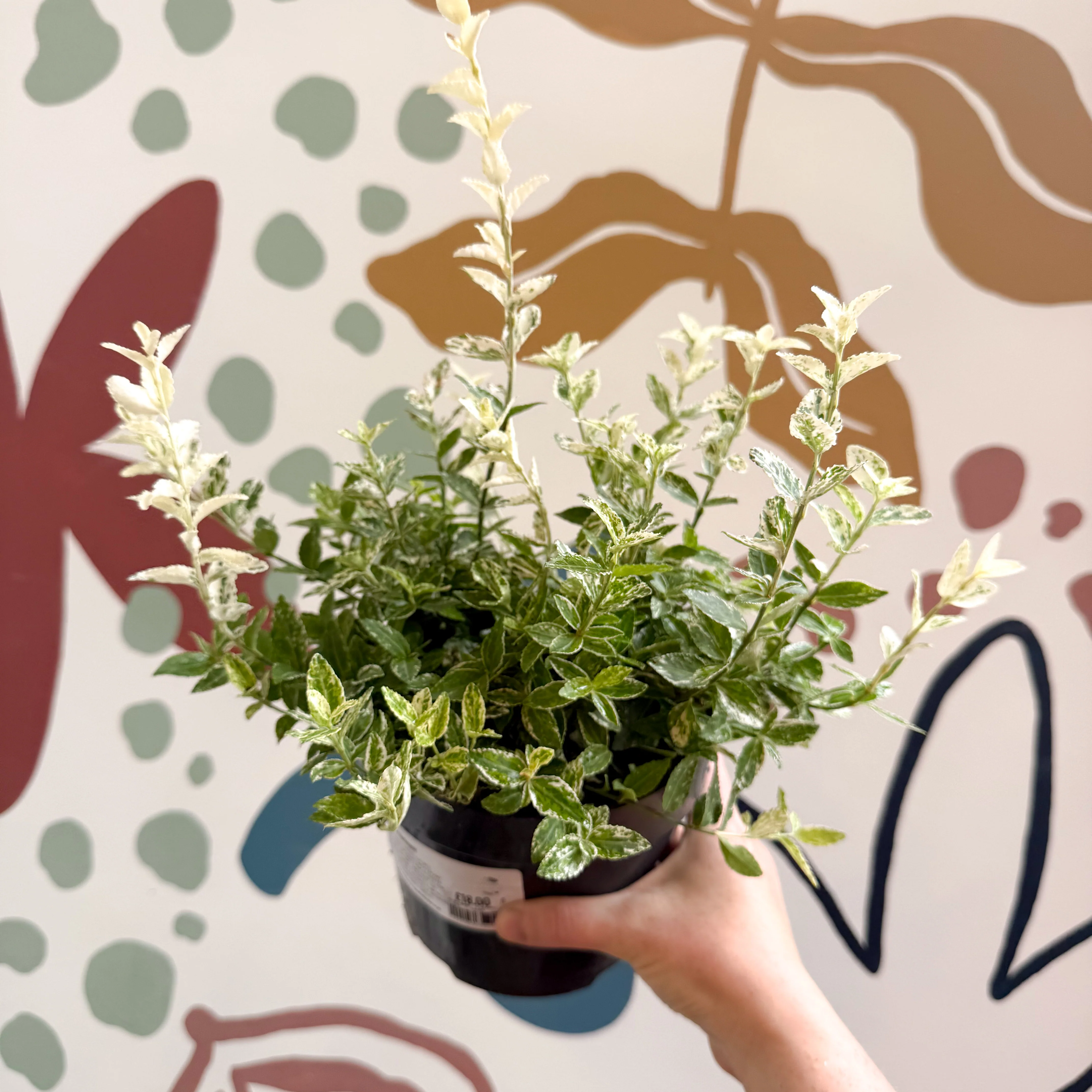 Euonymus fortunei 'Harlequin' - Image 9