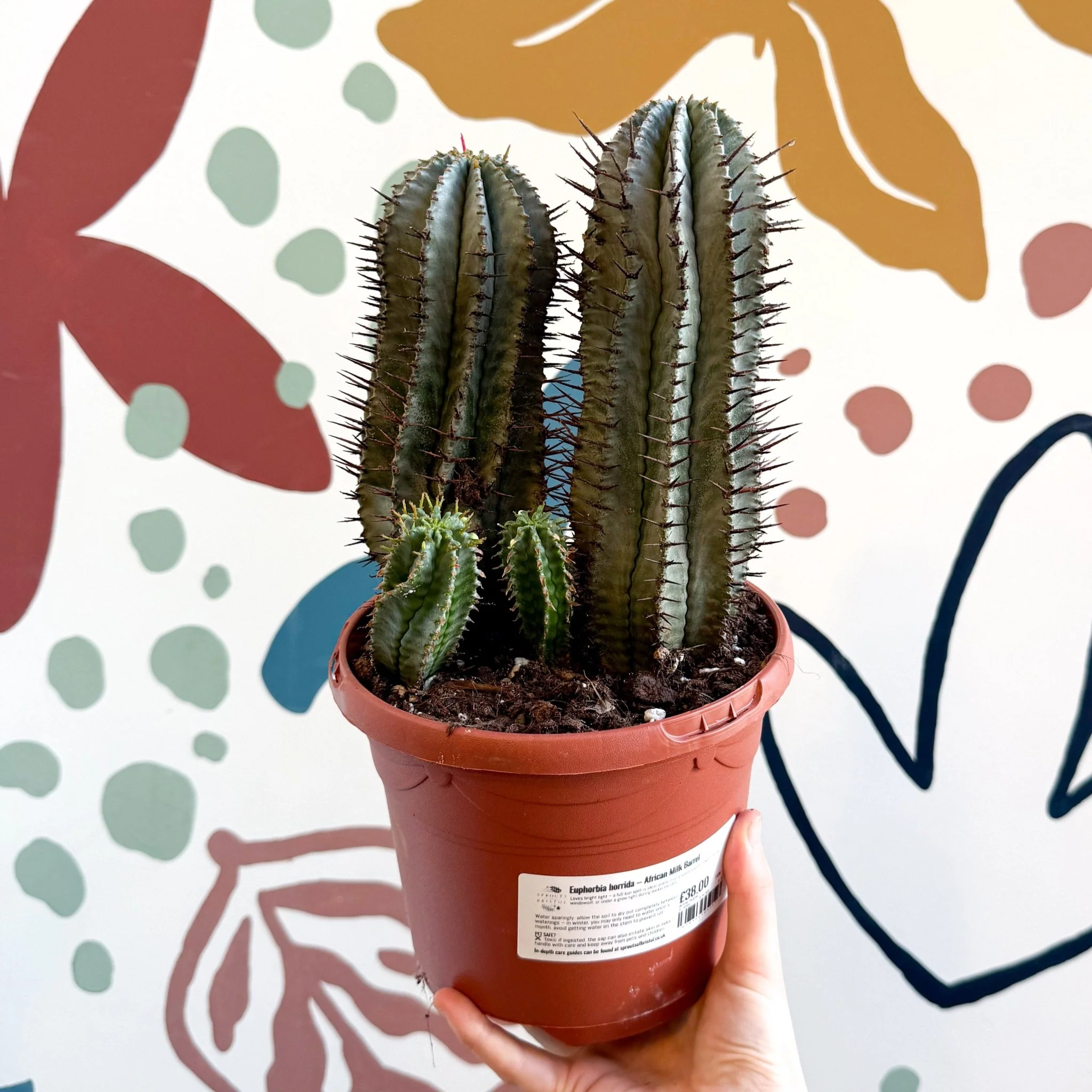 Euphorbia horrida – African Milk Barrel