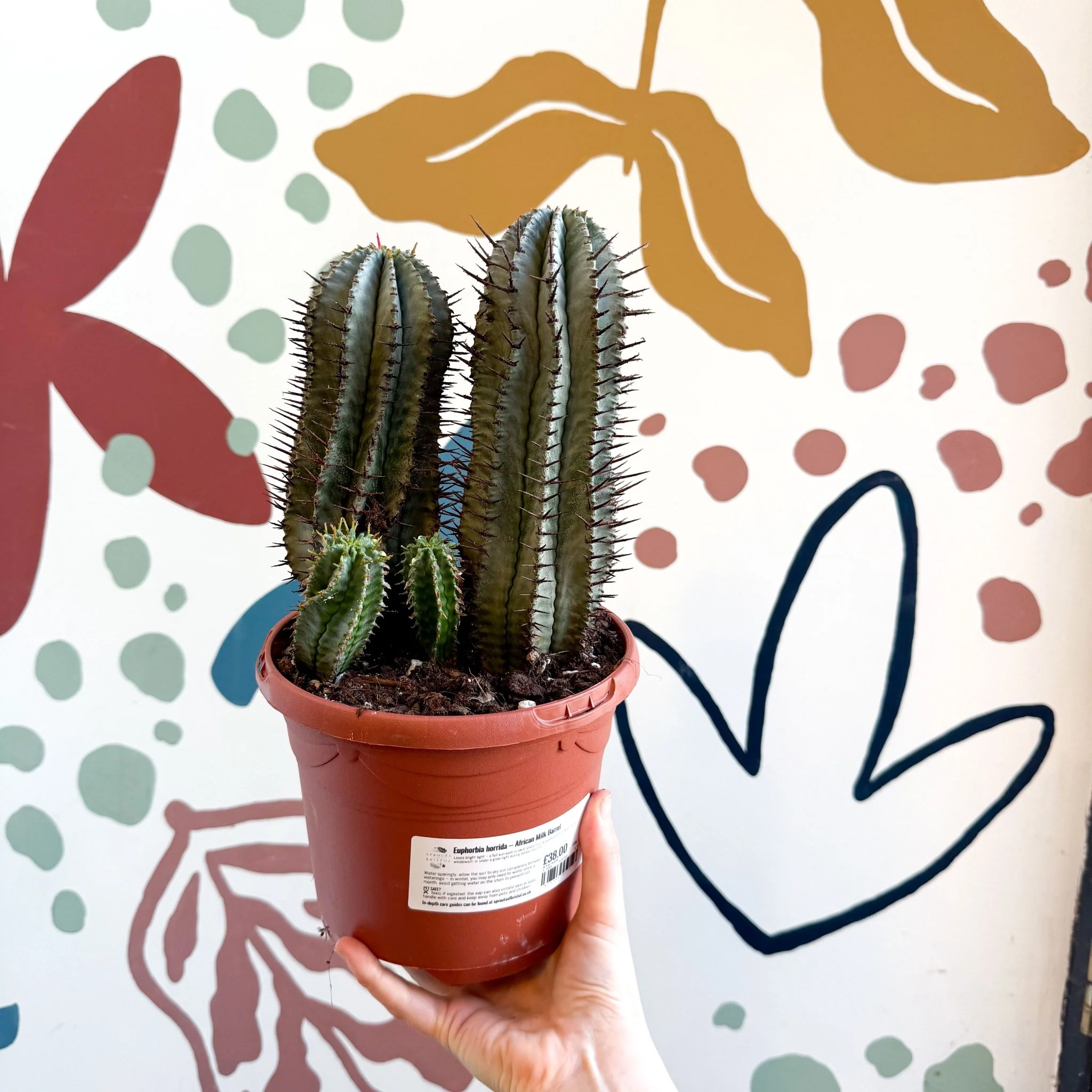 Euphorbia horrida – African Milk Barrel - Image 10