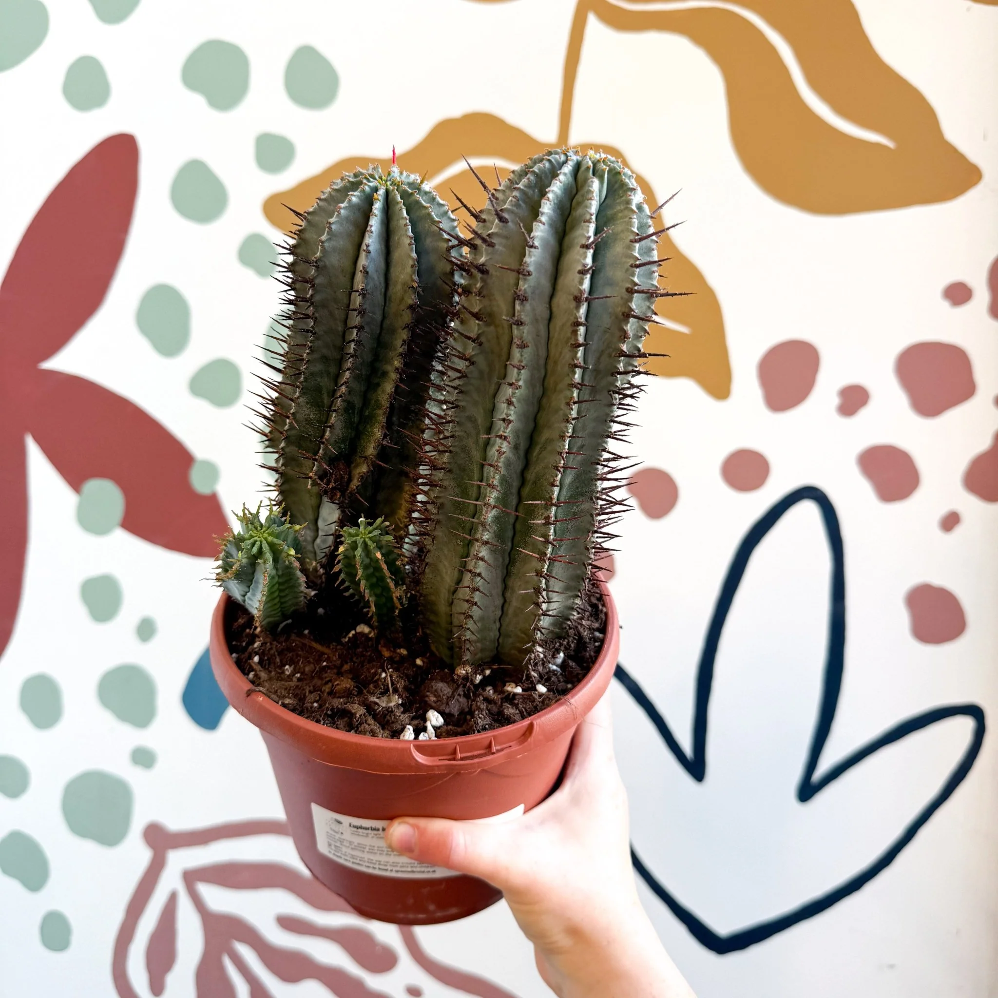 Euphorbia horrida – African Milk Barrel - Image 2