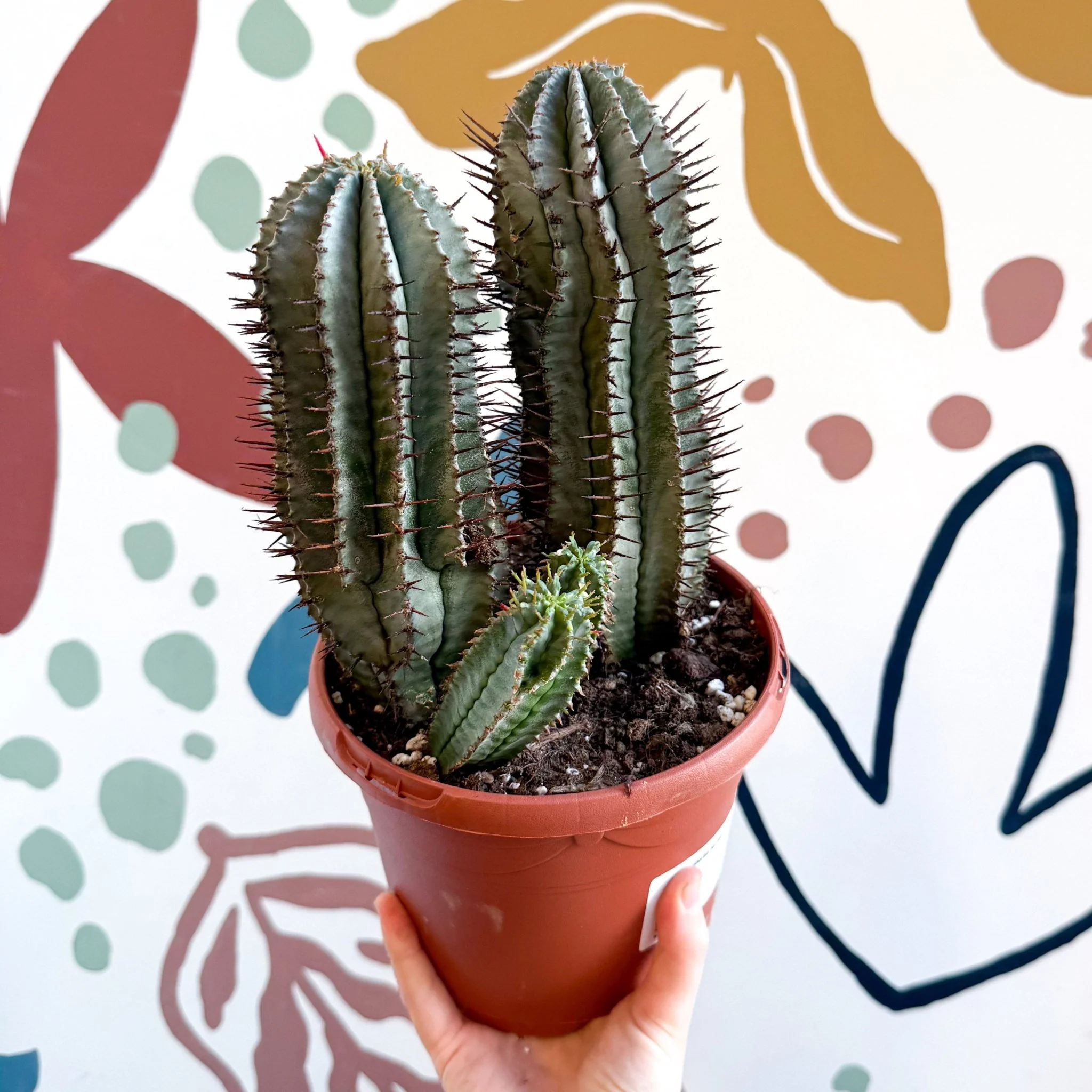 Euphorbia horrida – African Milk Barrel - Image 3