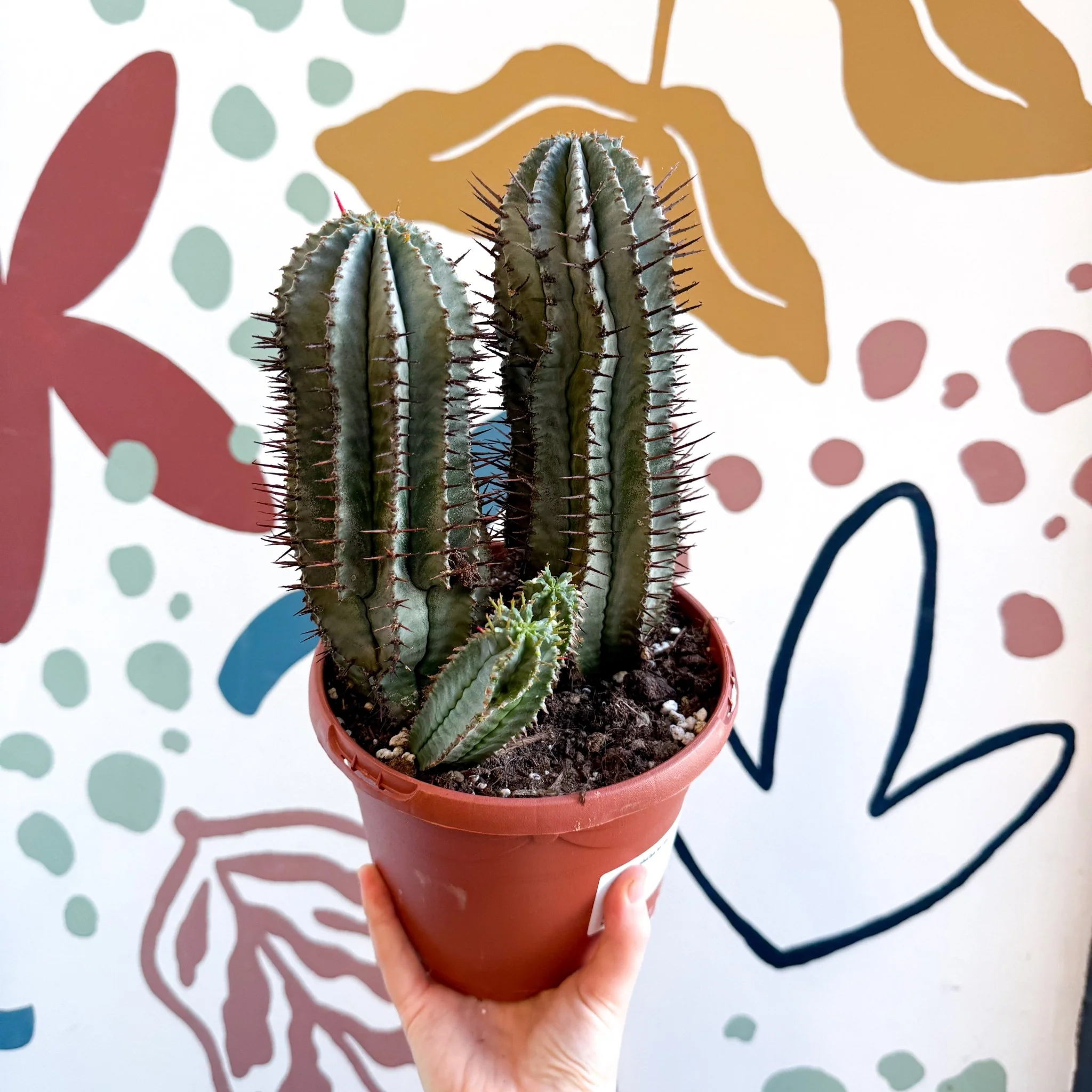Euphorbia horrida – African Milk Barrel - Image 4