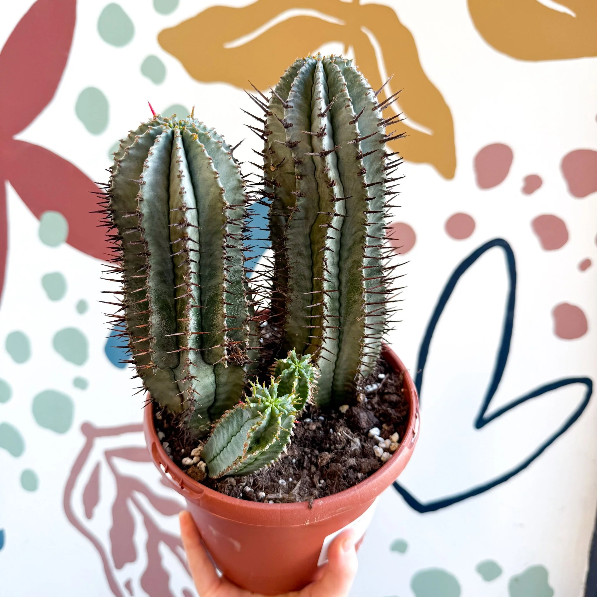 Euphorbia horrida – African Milk Barrel - Image 5