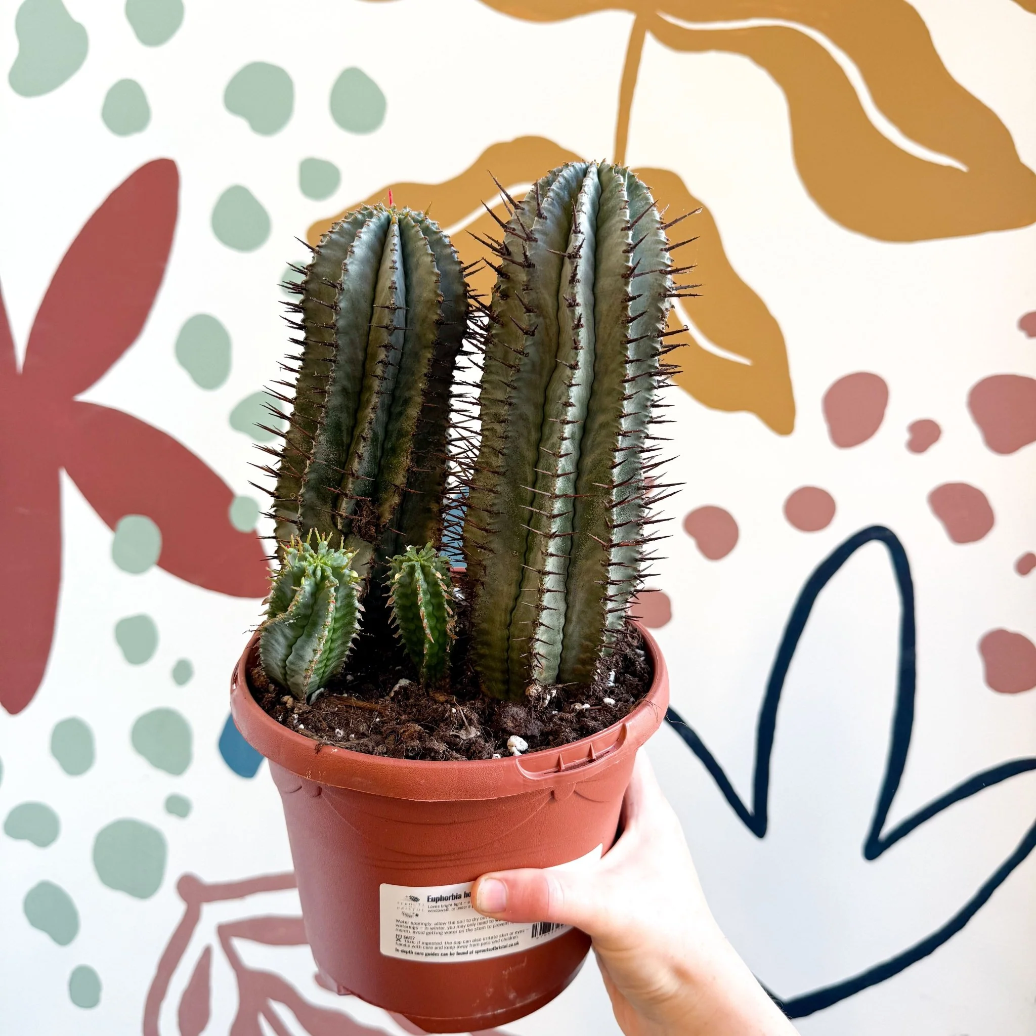 Euphorbia horrida – African Milk Barrel - Image 6