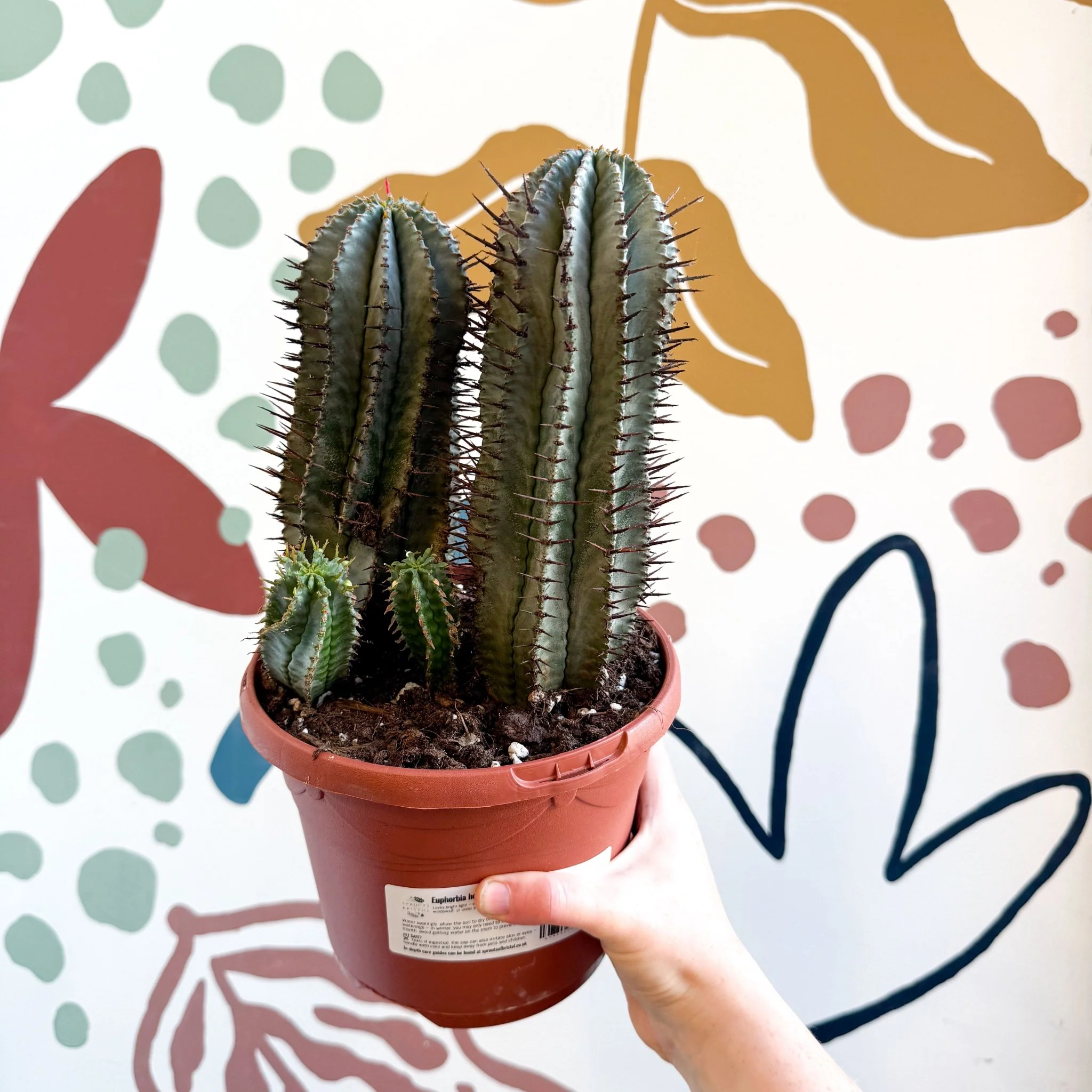 Euphorbia horrida – African Milk Barrel - Image 7