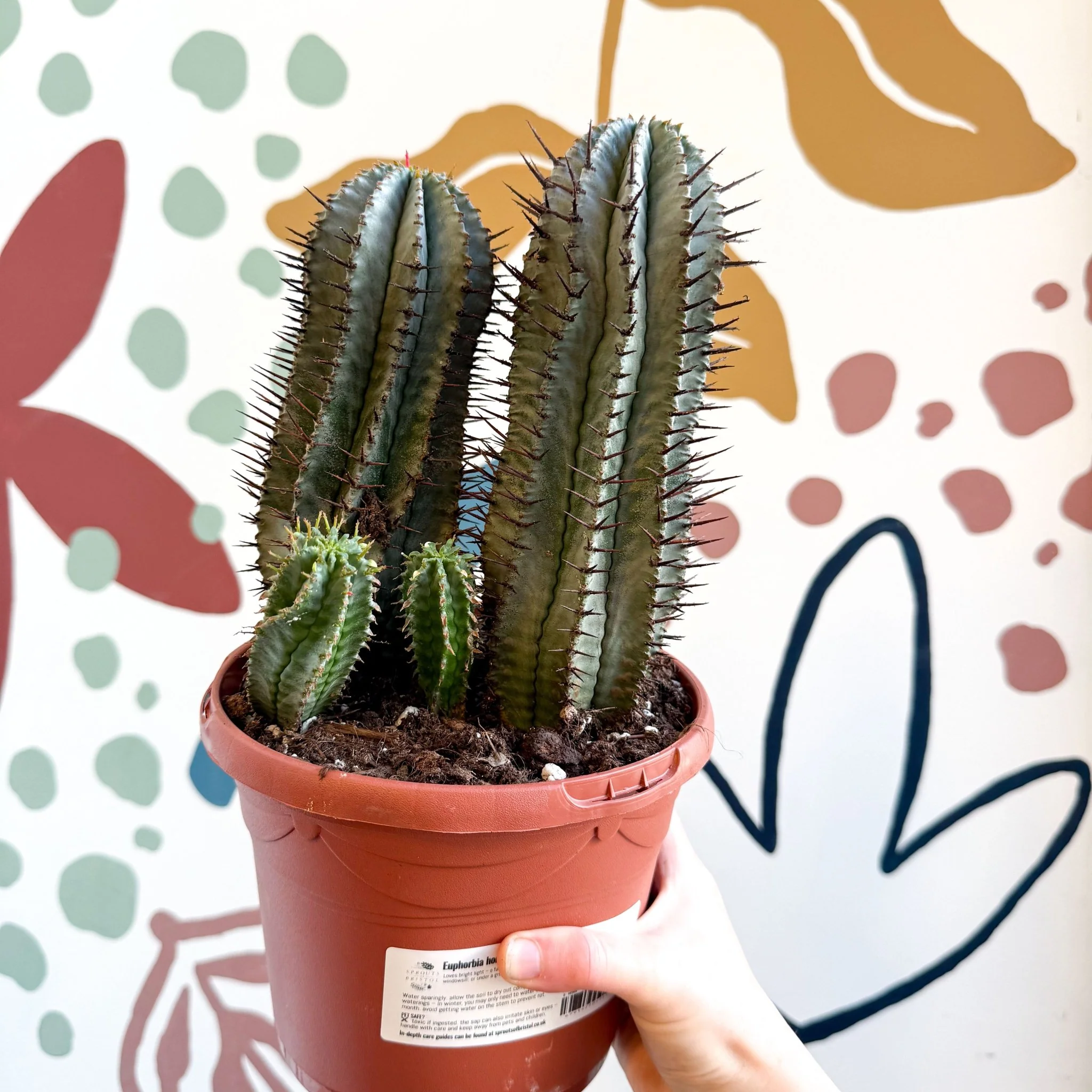 Euphorbia horrida – African Milk Barrel - Image 8