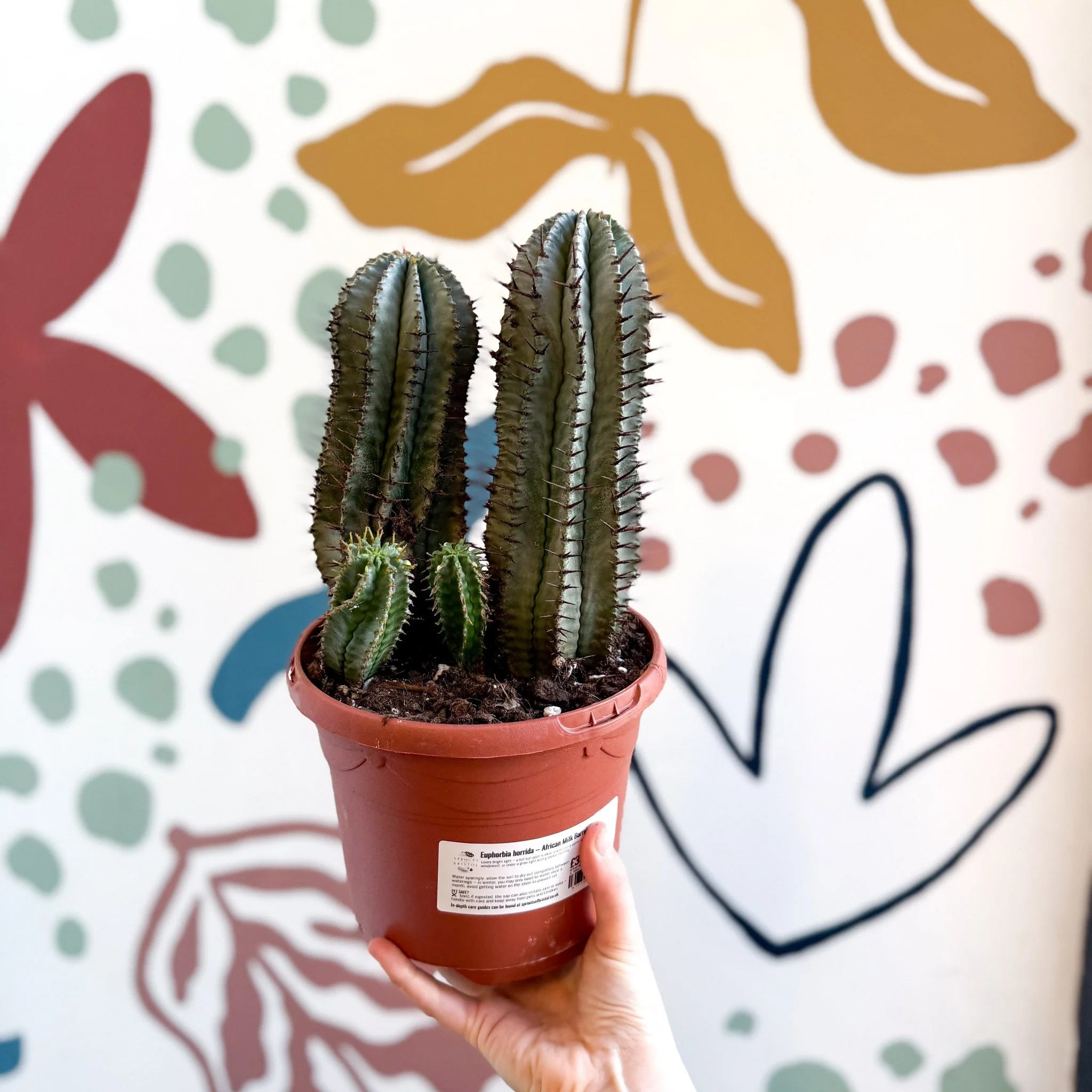 Euphorbia horrida – African Milk Barrel - Image 9