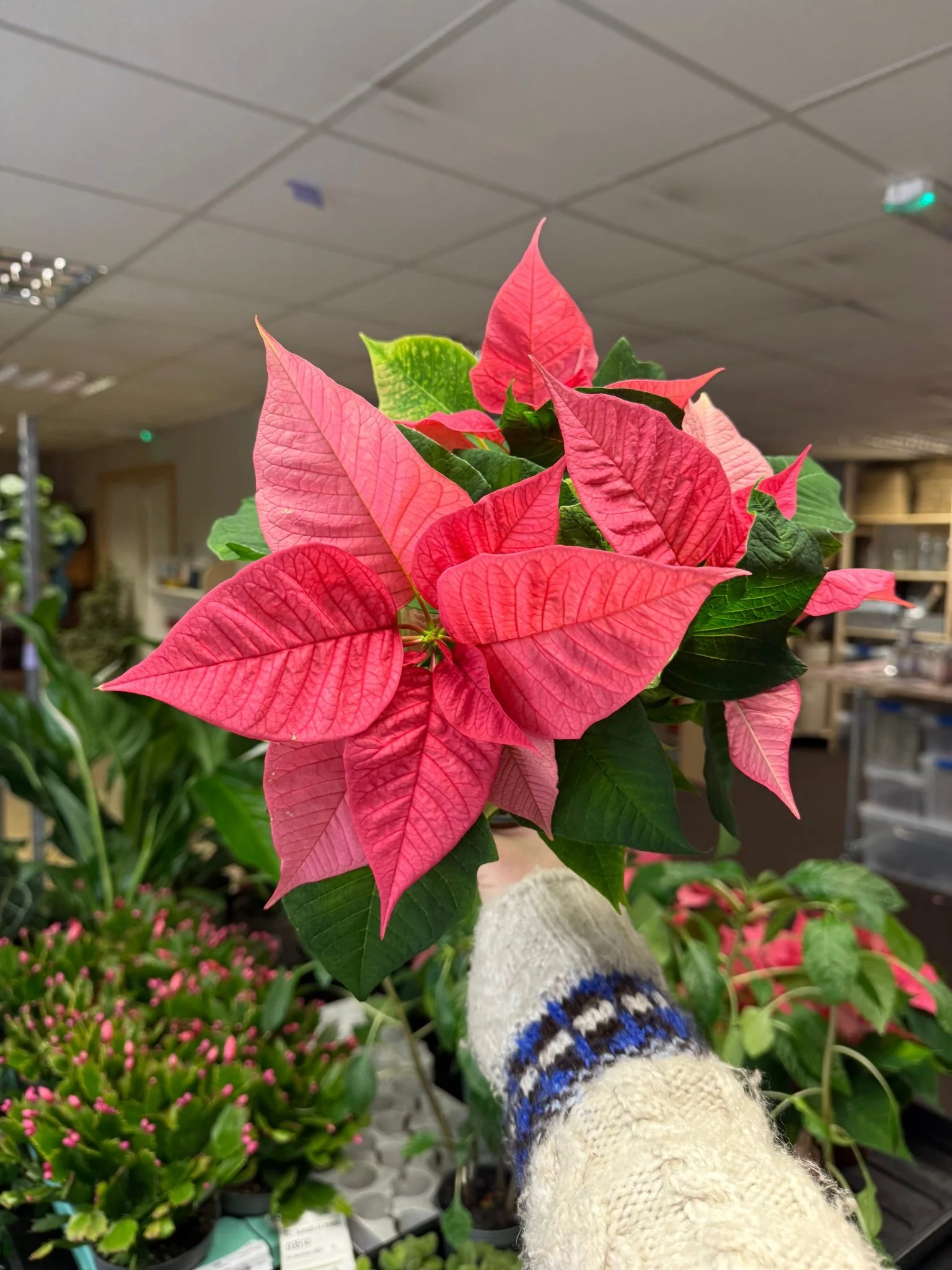 Euphorbia pulcherrima 'Pink' - Poinsettia - British Grown