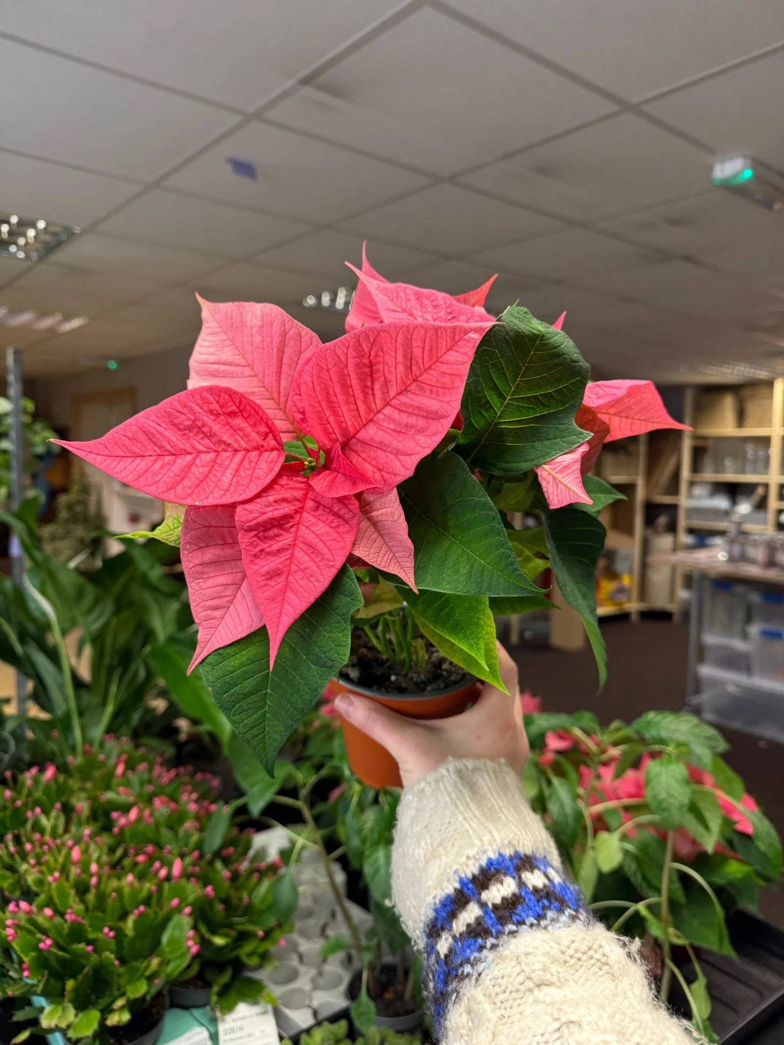 Euphorbia pulcherrima 'Pink' - Poinsettia - British Grown - Image 2