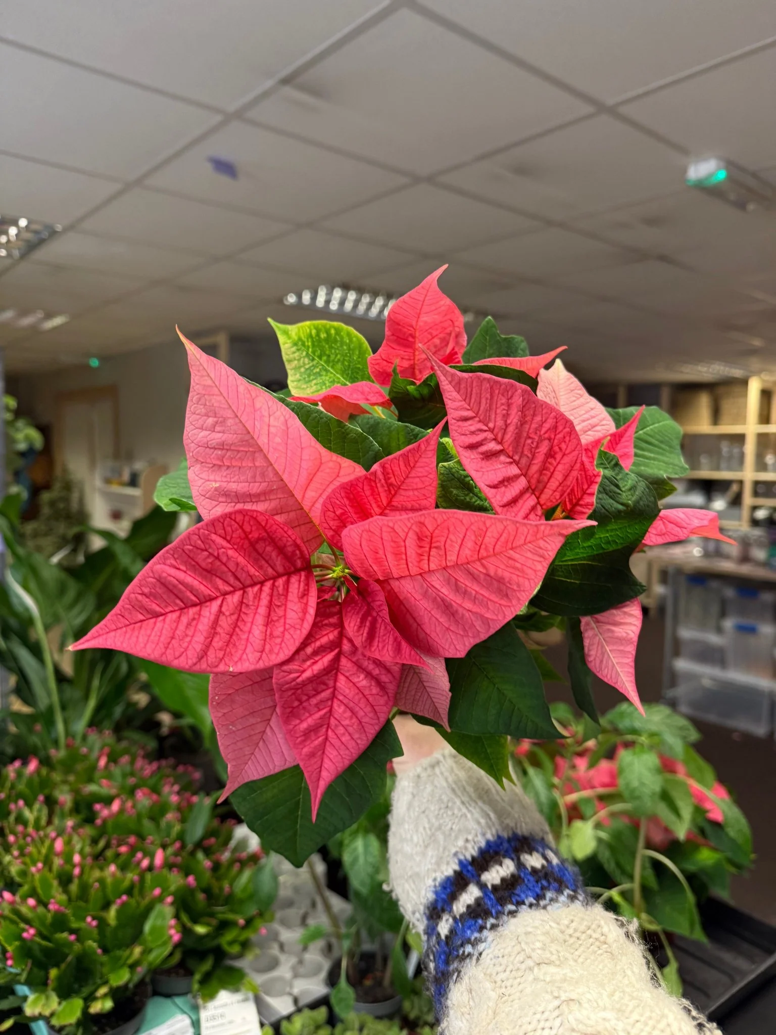 Euphorbia pulcherrima 'Pink' - Poinsettia - British Grown - Image 3