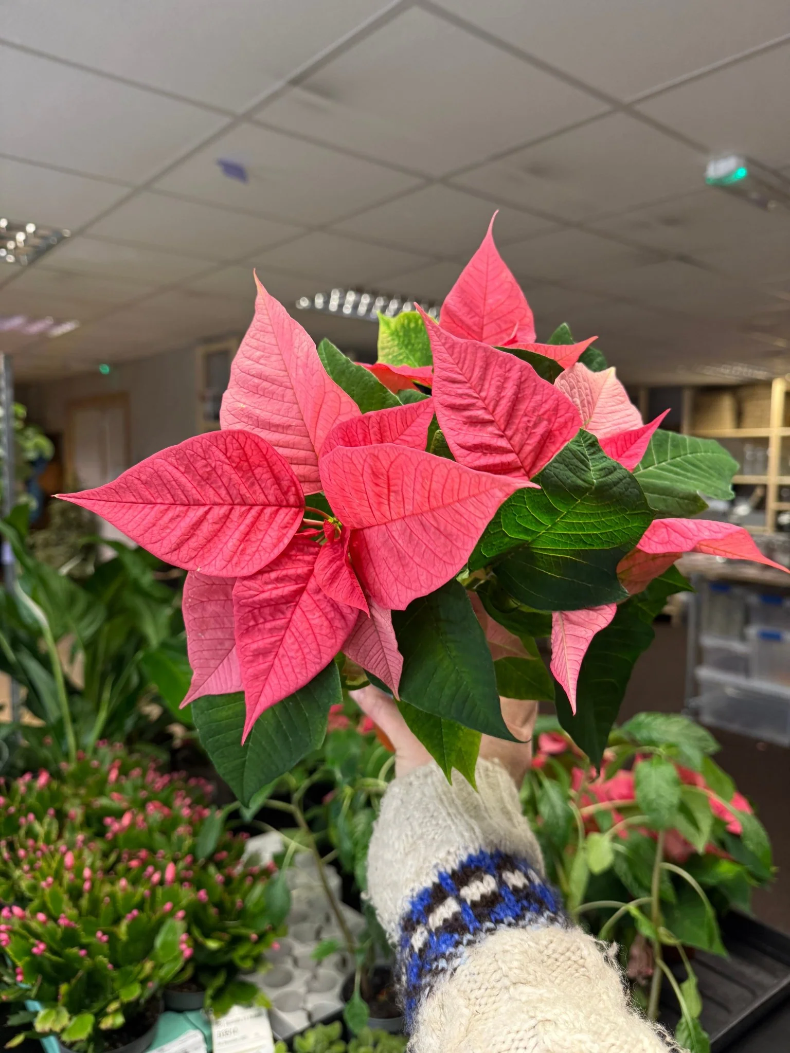 Euphorbia pulcherrima 'Pink' - Poinsettia - British Grown - Image 4