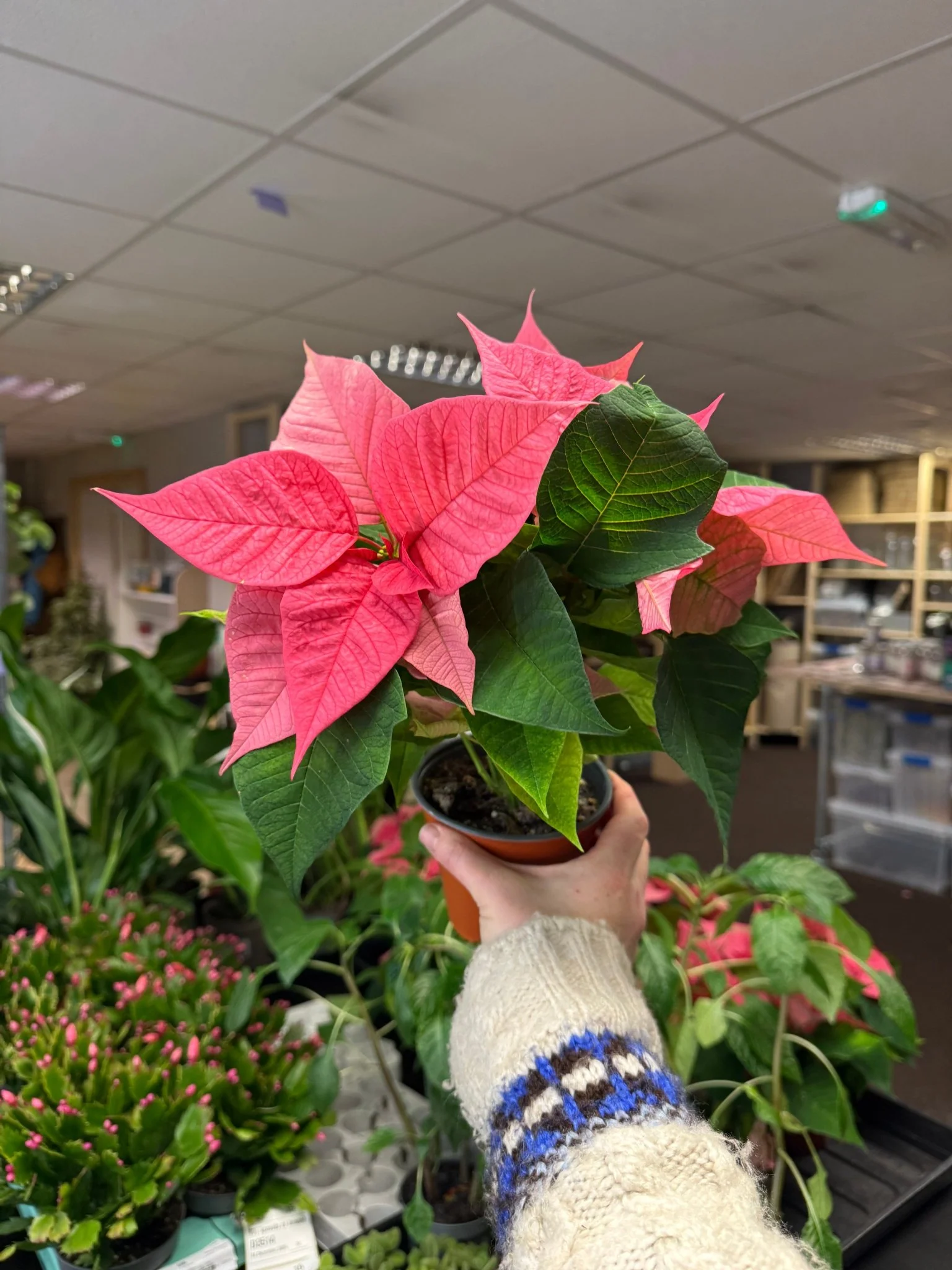 Euphorbia pulcherrima 'Pink' - Poinsettia - British Grown - Image 5