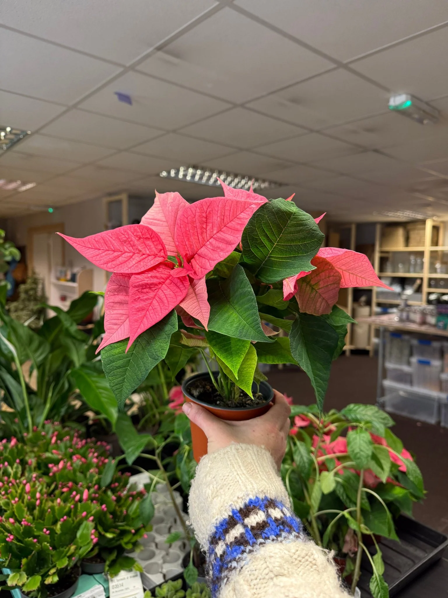 Euphorbia pulcherrima 'Pink' - Poinsettia - British Grown - Image 6