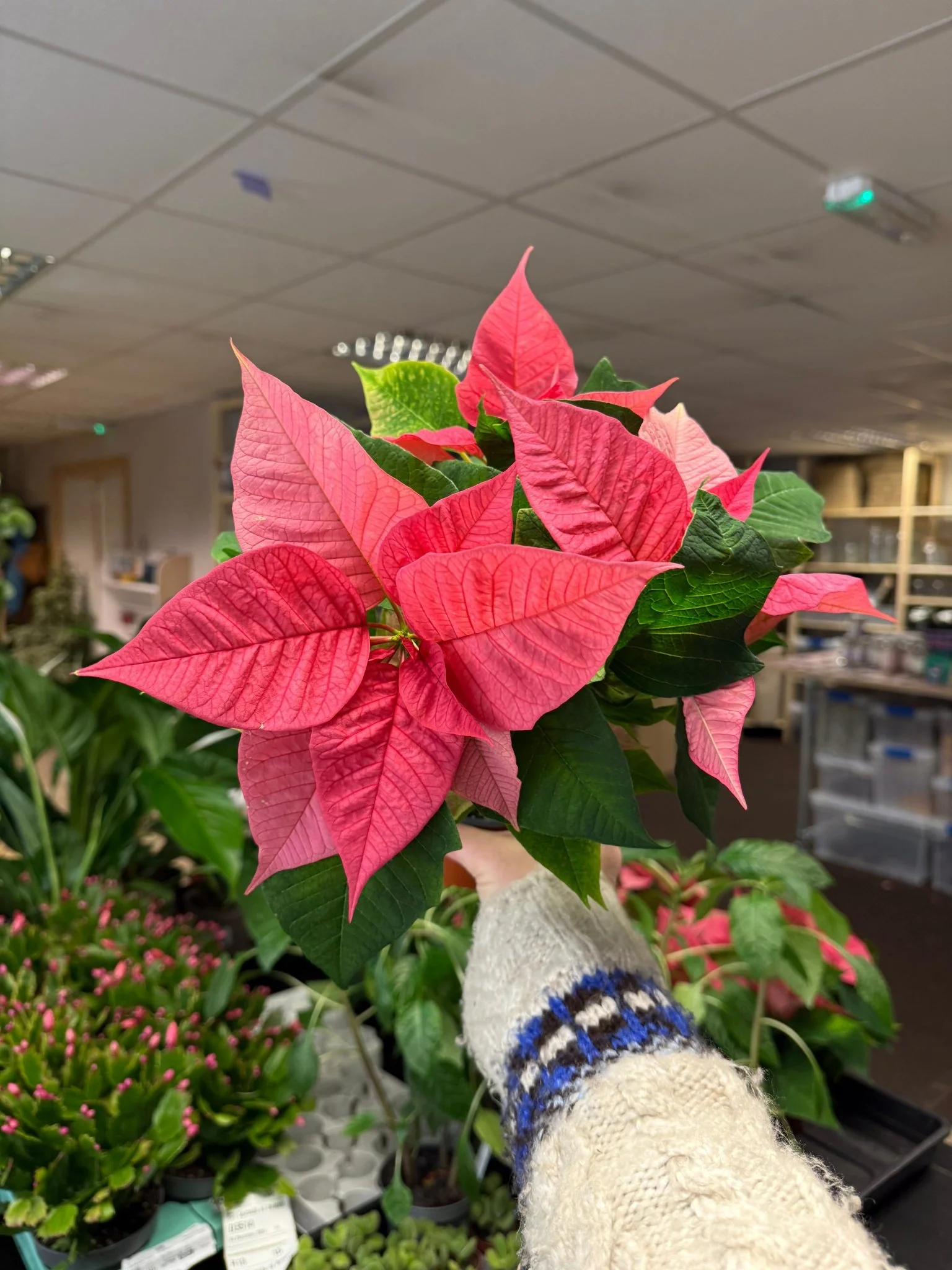 Euphorbia pulcherrima 'Pink' - Poinsettia - British Grown - Image 7