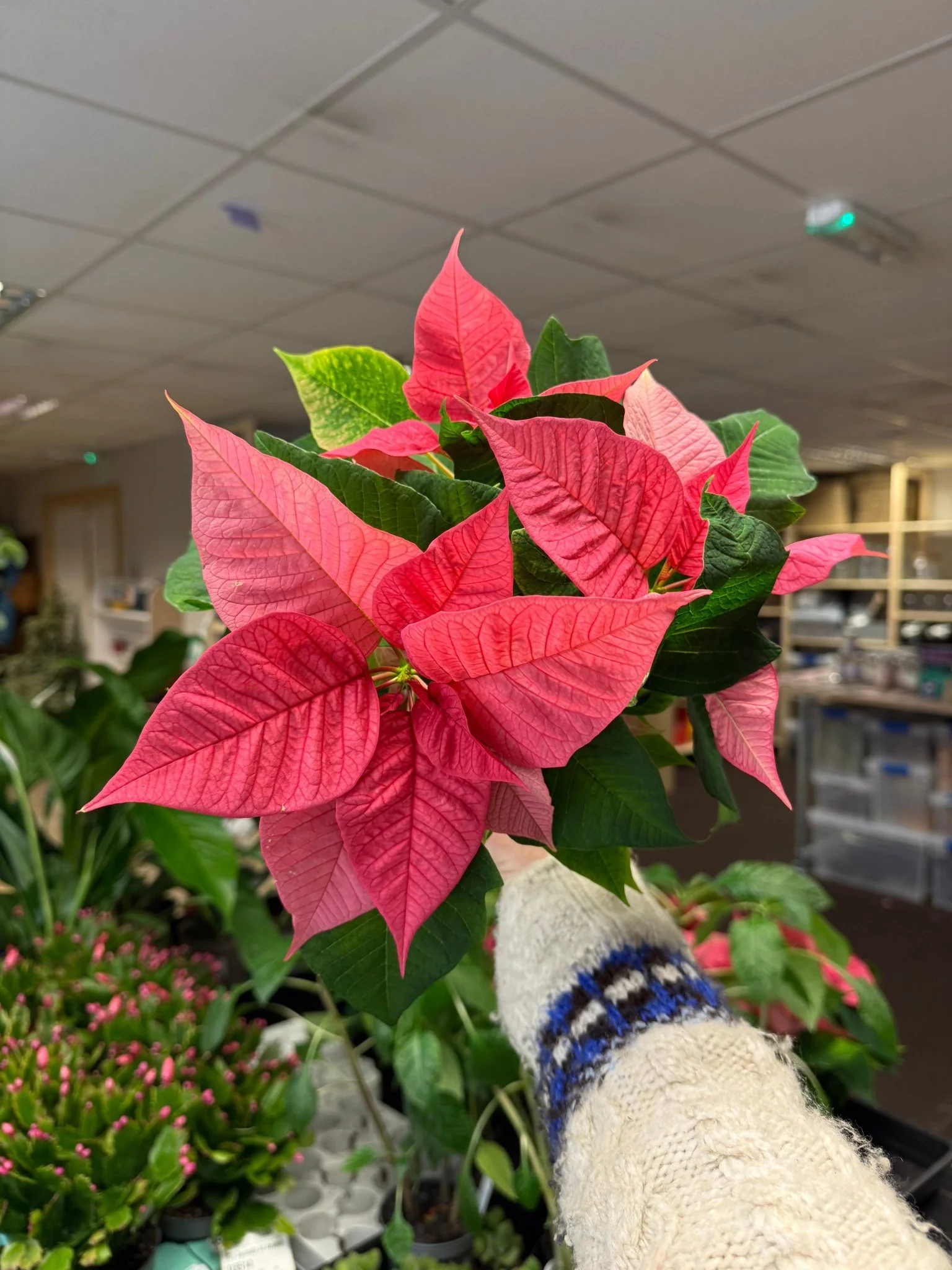 Euphorbia pulcherrima 'Pink' - Poinsettia - British Grown - Image 8
