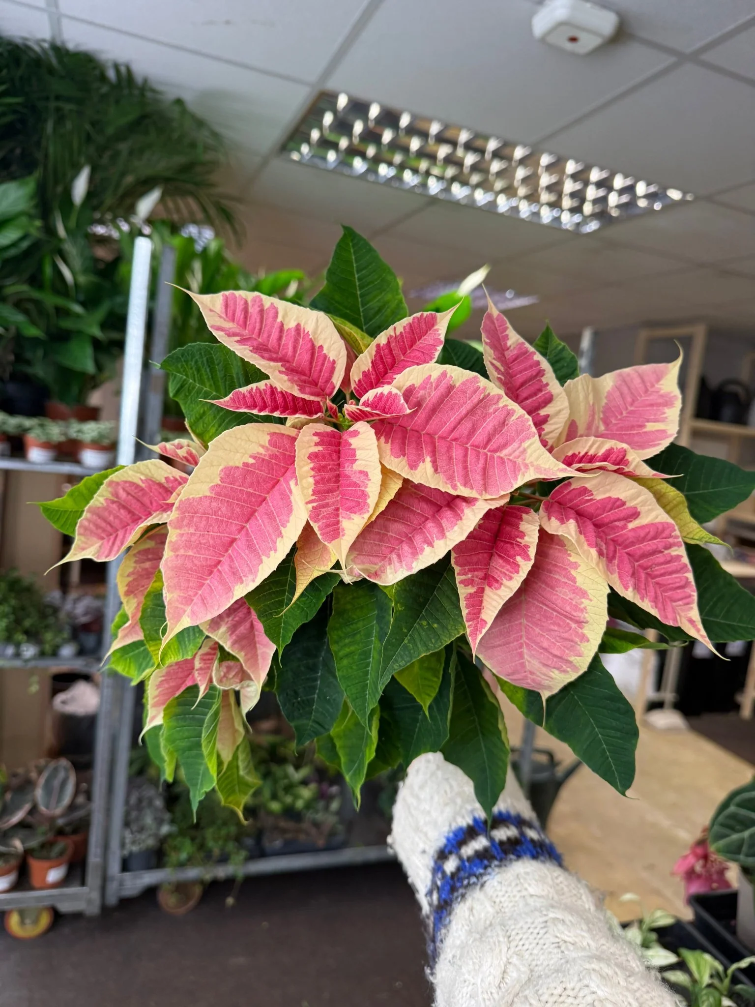 Euphorbia pulcherrima 'Rhubarb' - Poinsettia - British Grown - Image 2