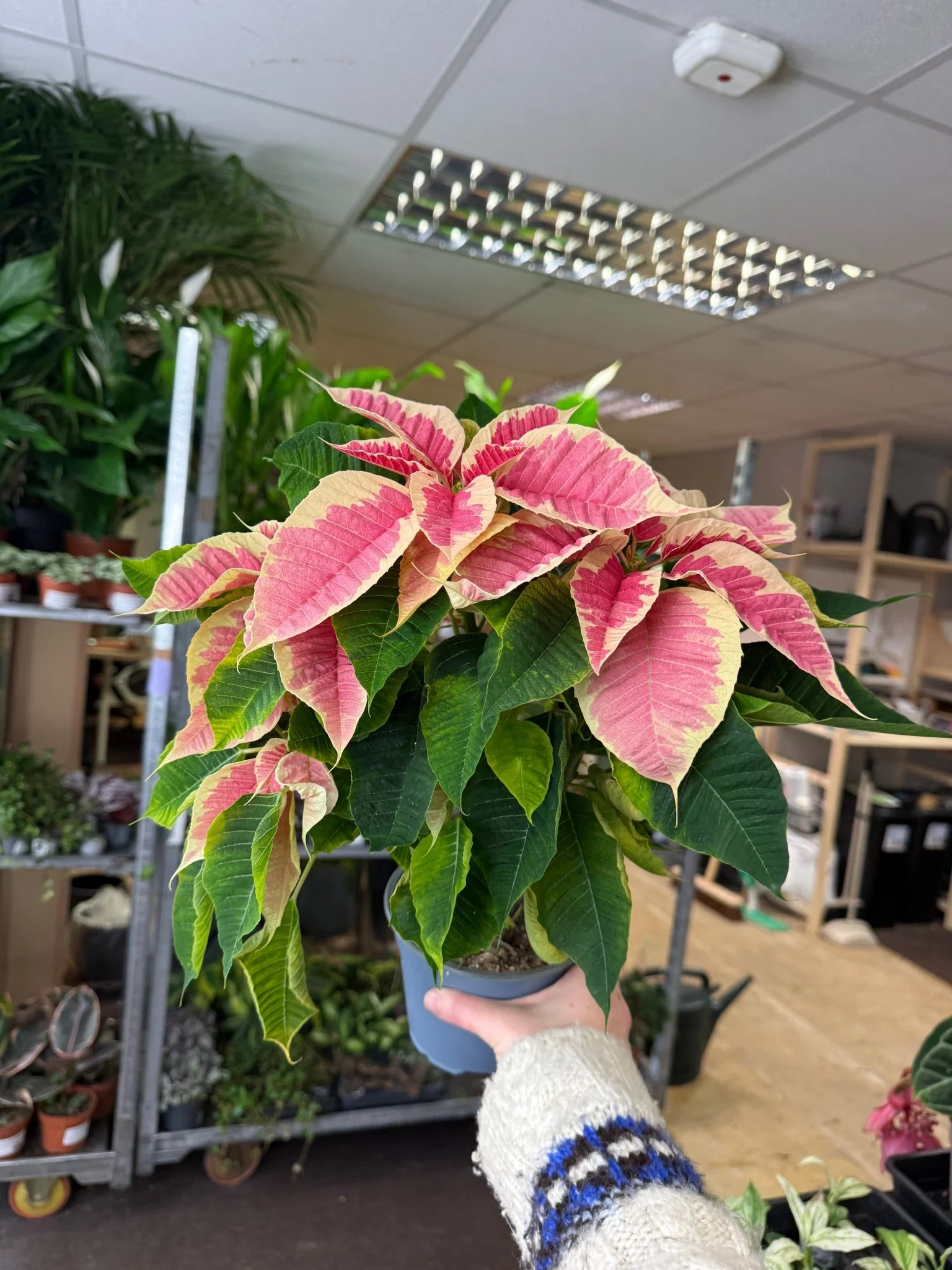 Euphorbia pulcherrima 'Rhubarb' - Poinsettia - British Grown - Image 3