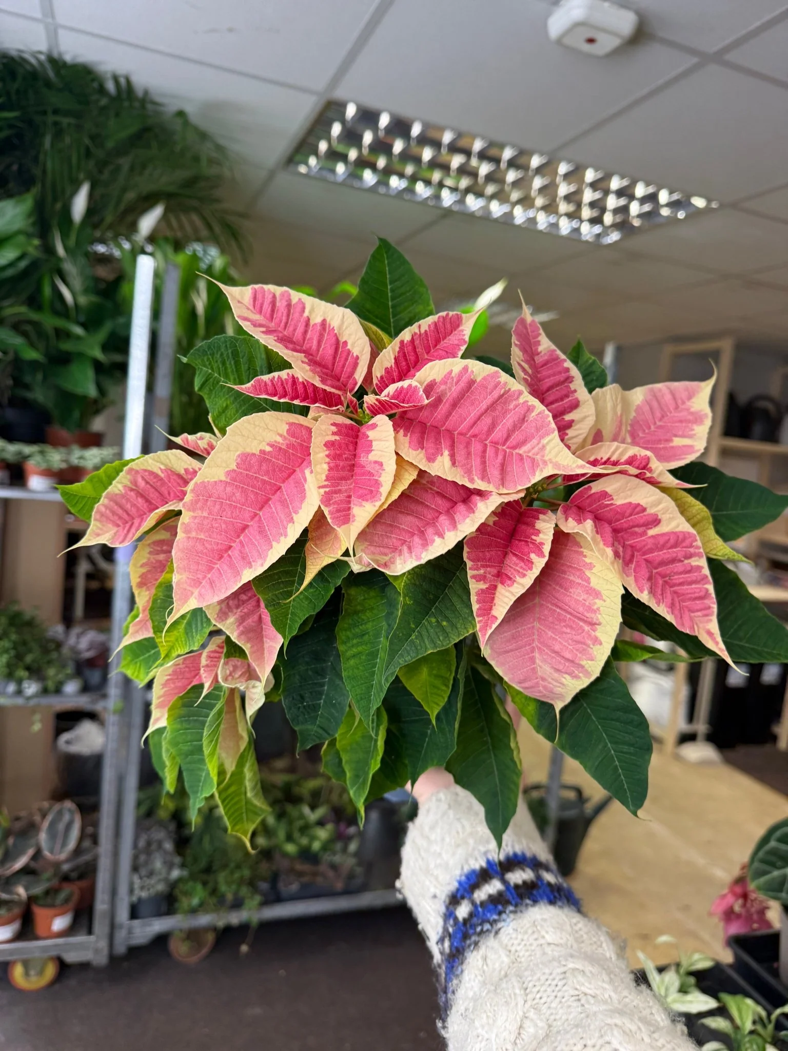 Euphorbia pulcherrima 'Rhubarb' - Poinsettia - British Grown - Image 4