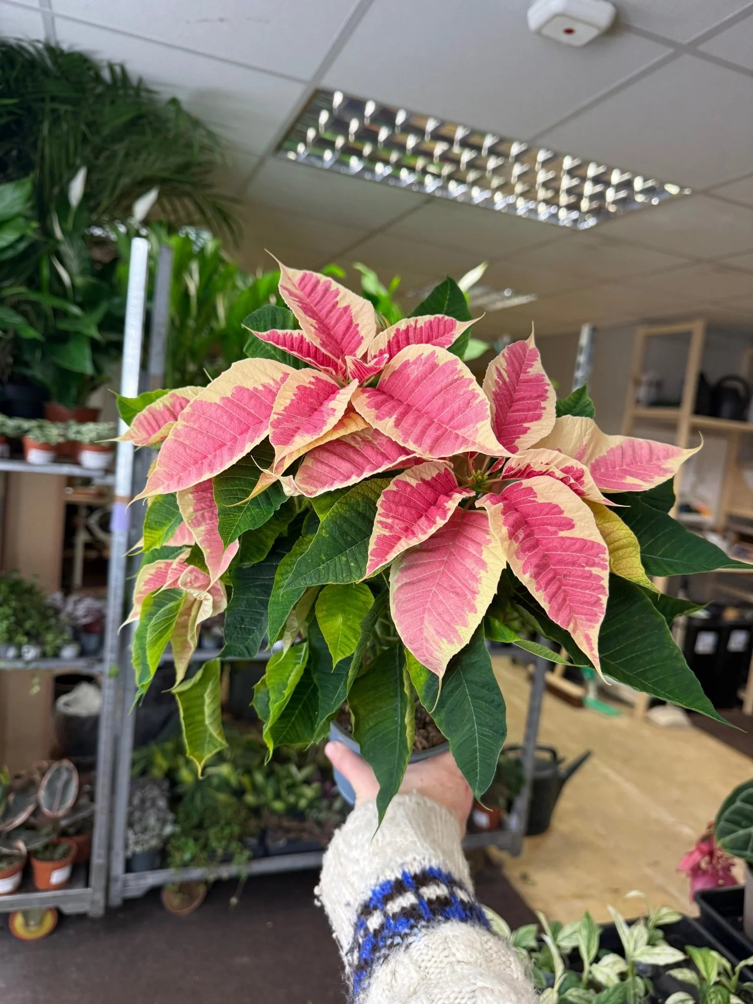 Euphorbia pulcherrima 'Rhubarb' - Poinsettia - British Grown - Image 5