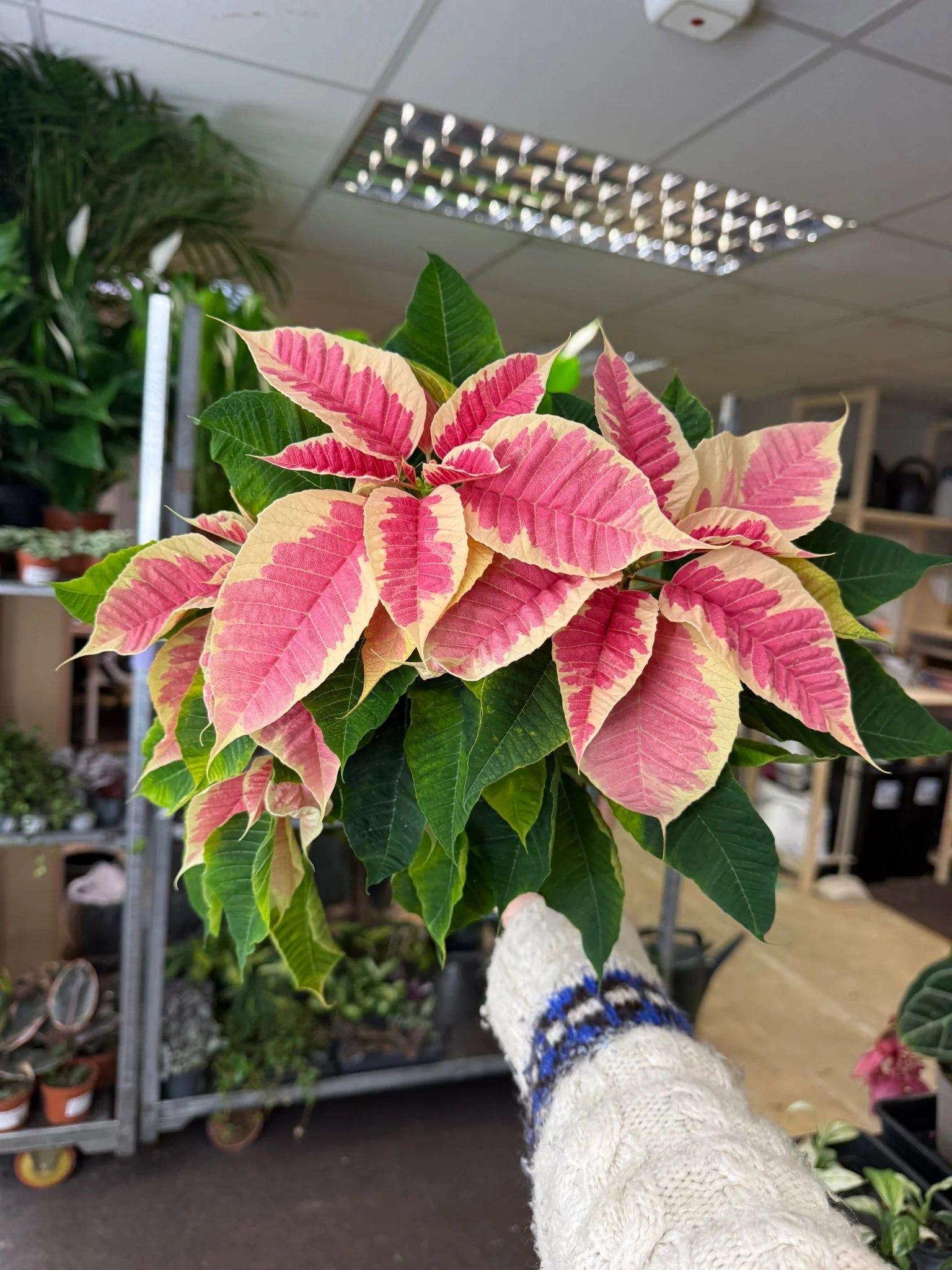 Euphorbia pulcherrima 'Rhubarb' - Poinsettia - British Grown - Image 6