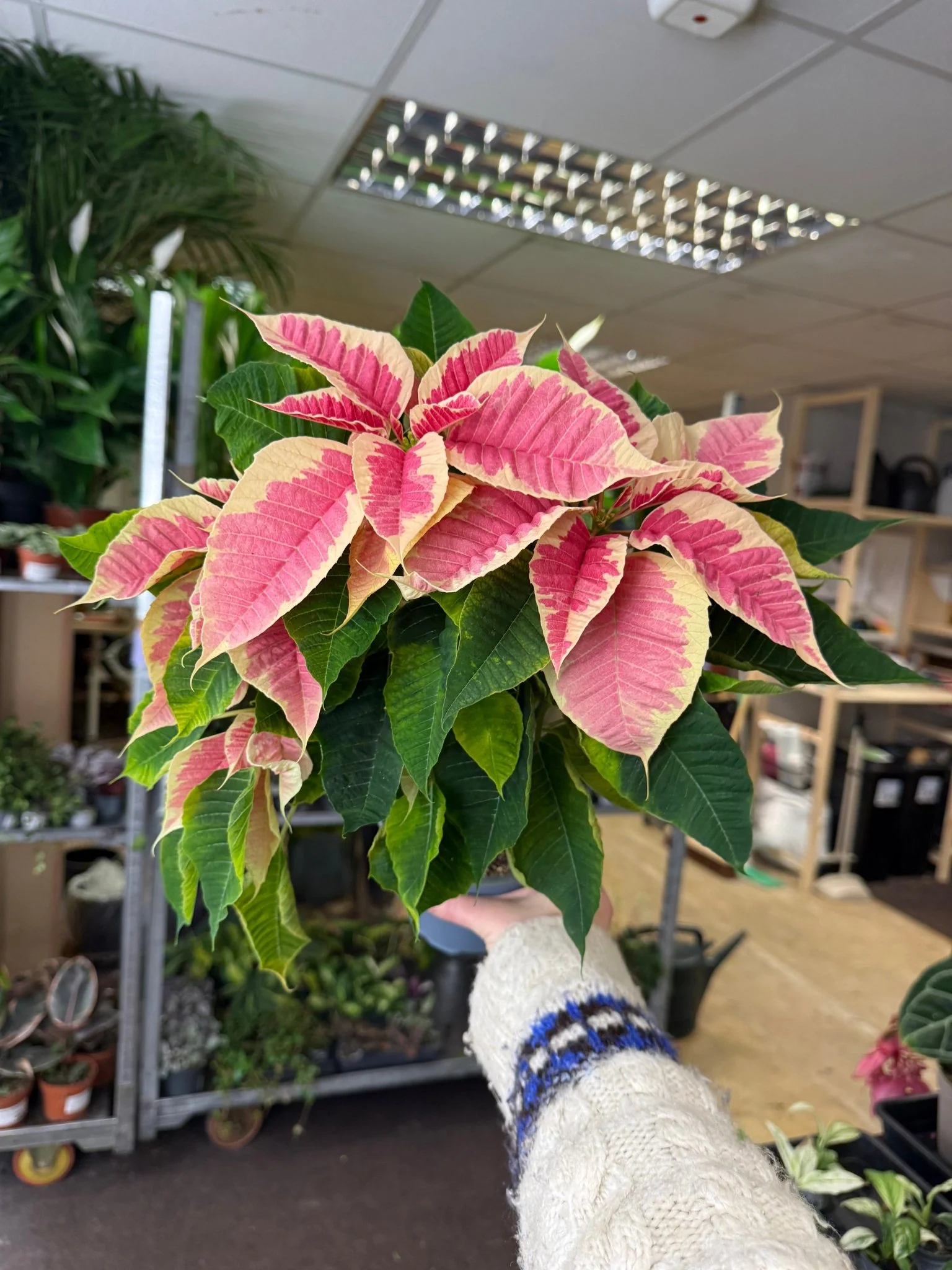 Euphorbia pulcherrima 'Rhubarb' - Poinsettia - British Grown - Image 7