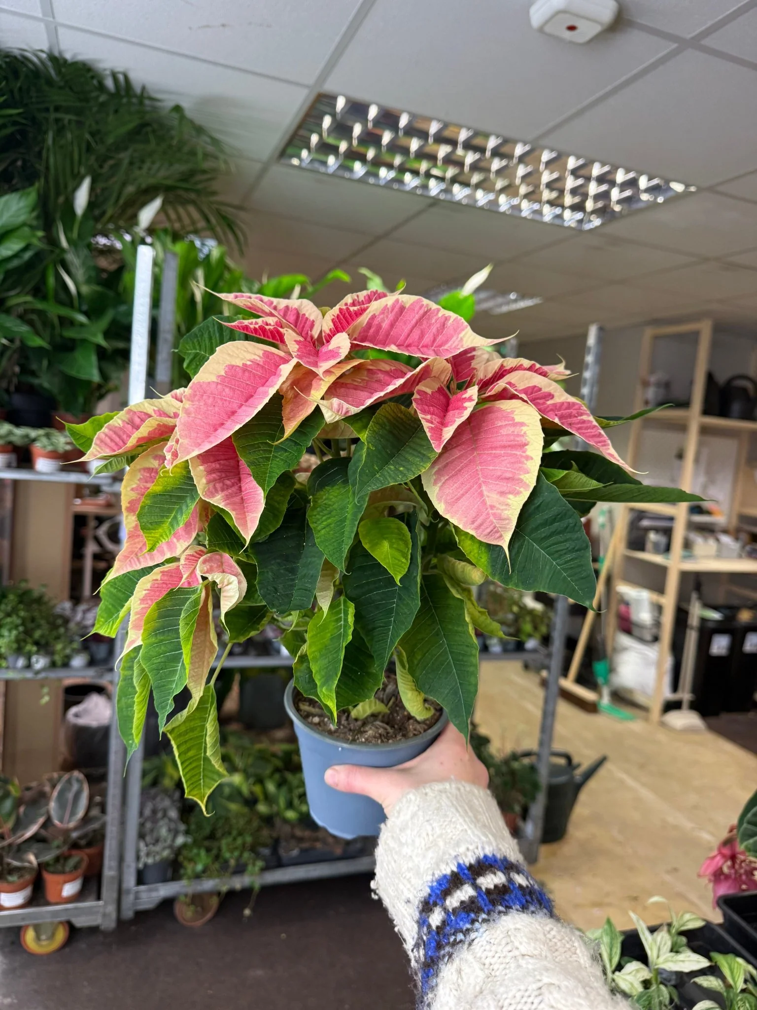Euphorbia pulcherrima 'Rhubarb' - Poinsettia - British Grown - Image 8