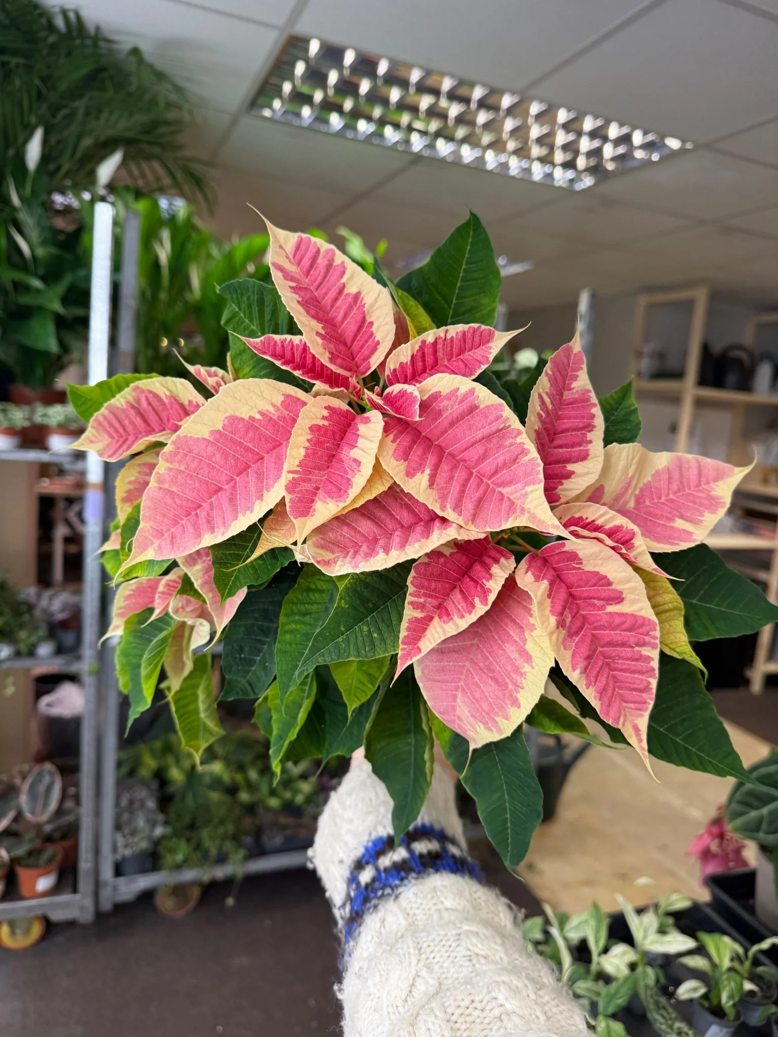 Euphorbia pulcherrima 'Rhubarb' - Poinsettia - British Grown - Image 9