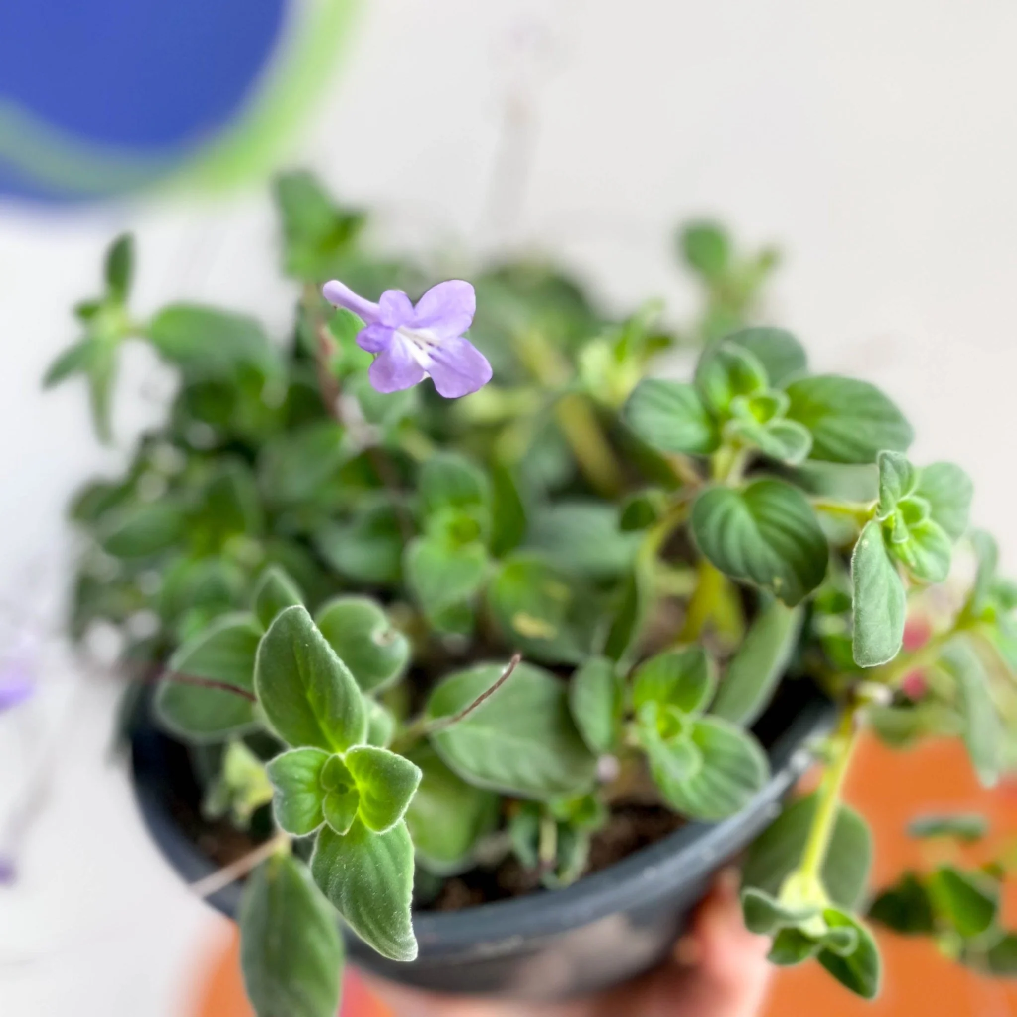 Streptocarpus saxorum - False African Violet - Image 2