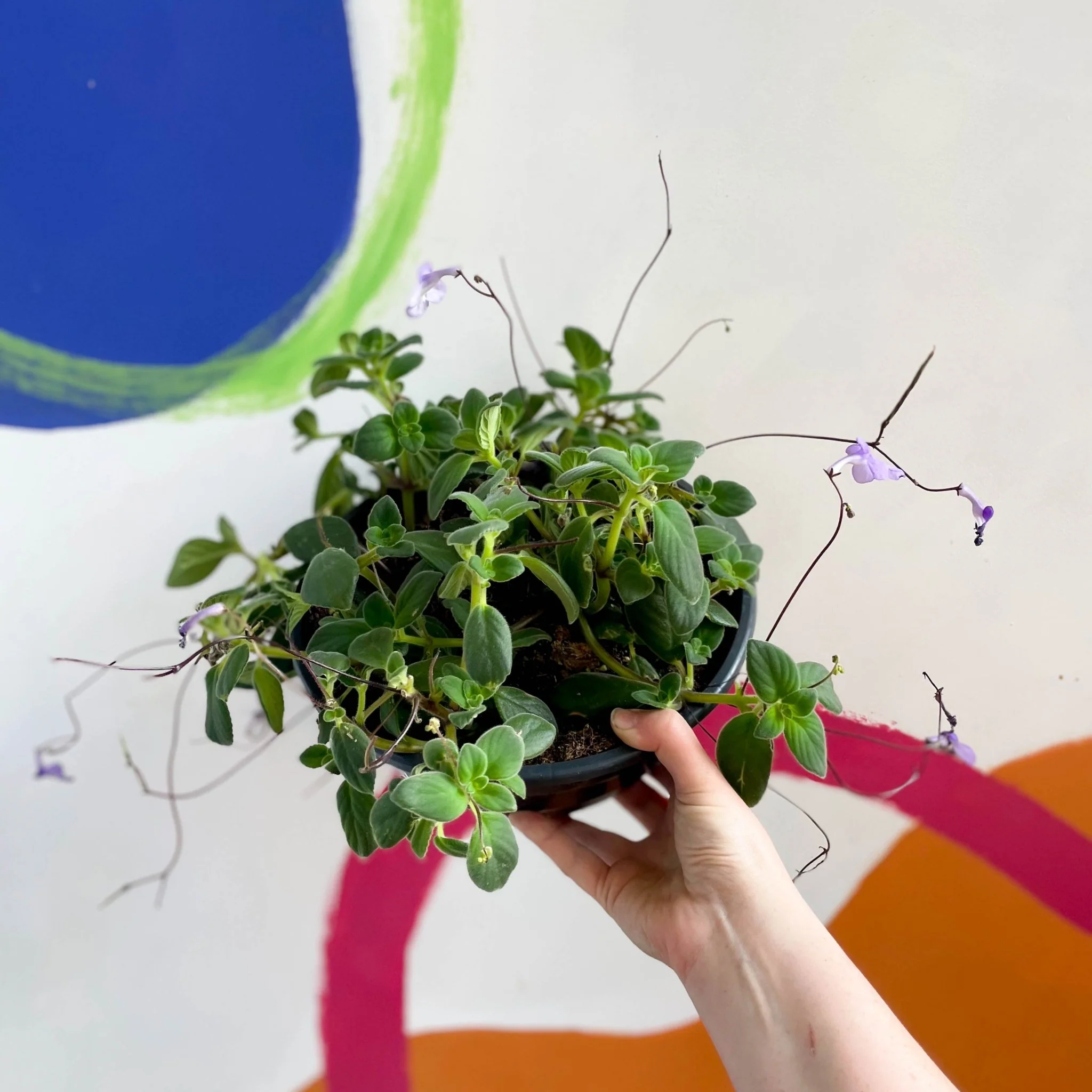 Streptocarpus saxorum - False African Violet - Image 3