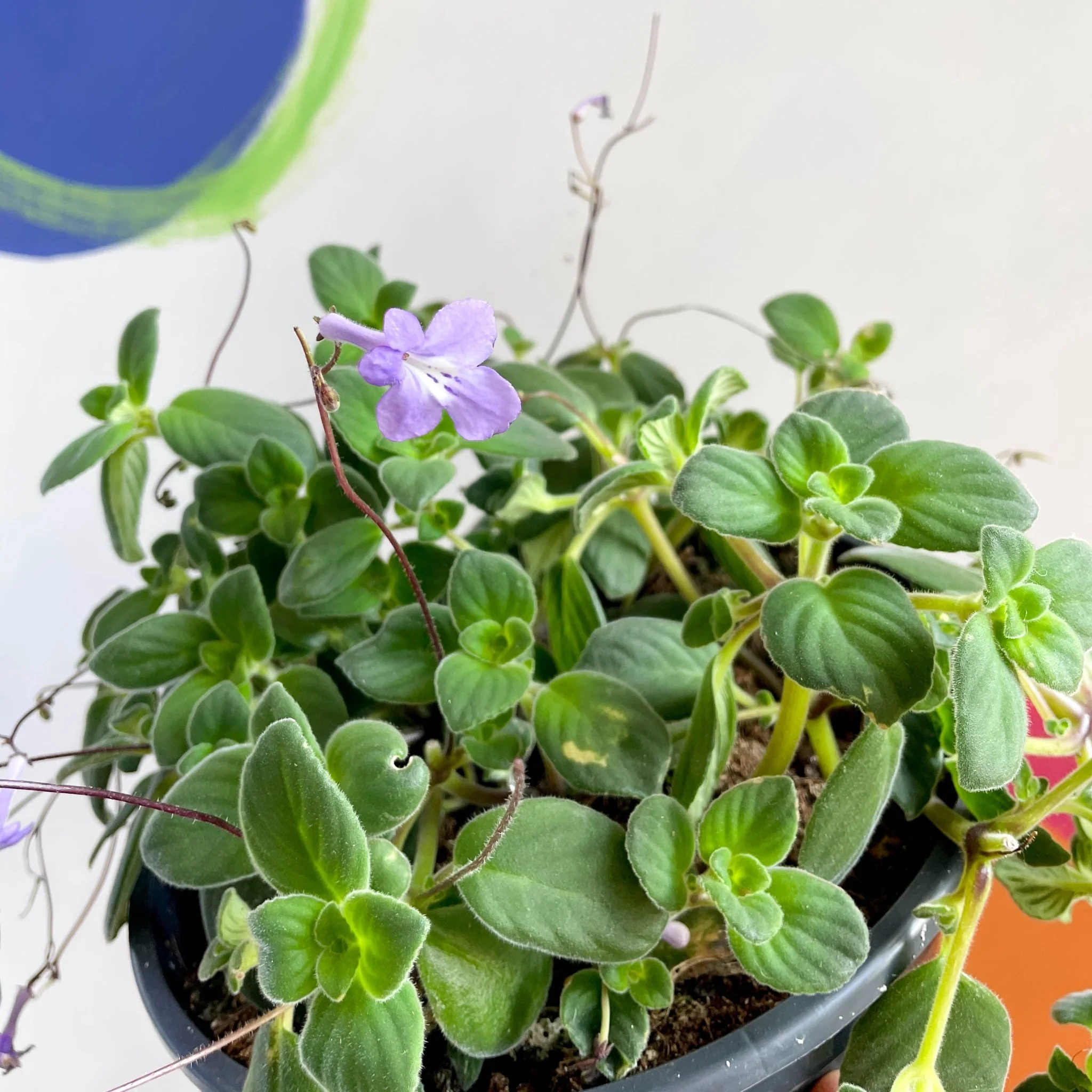 Streptocarpus saxorum - False African Violet - Image 4