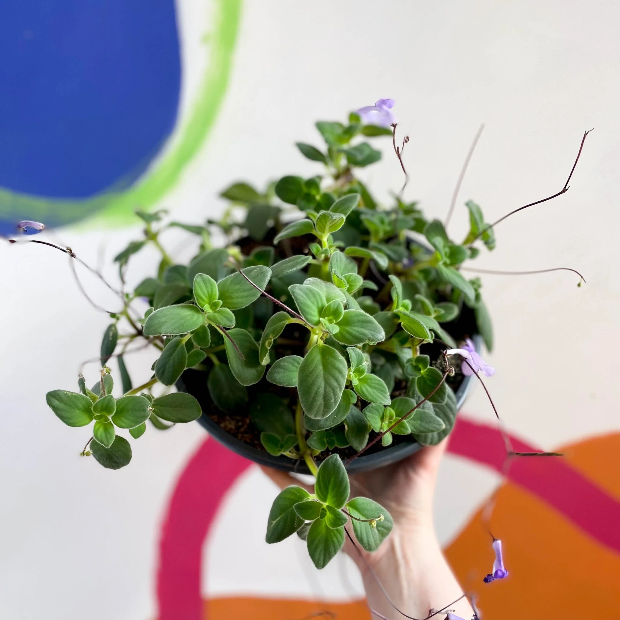 Streptocarpus saxorum - False African Violet - Image 5