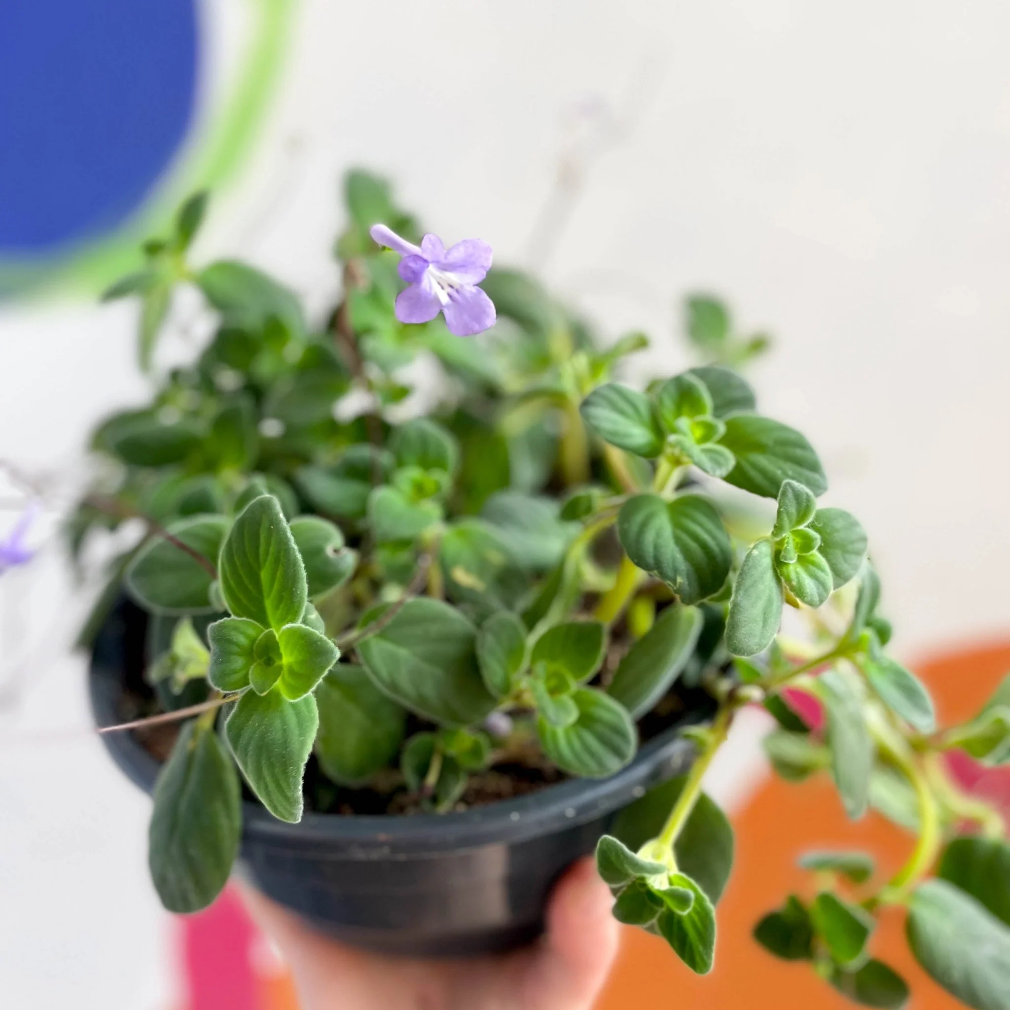 Streptocarpus saxorum - False African Violet - Image 6