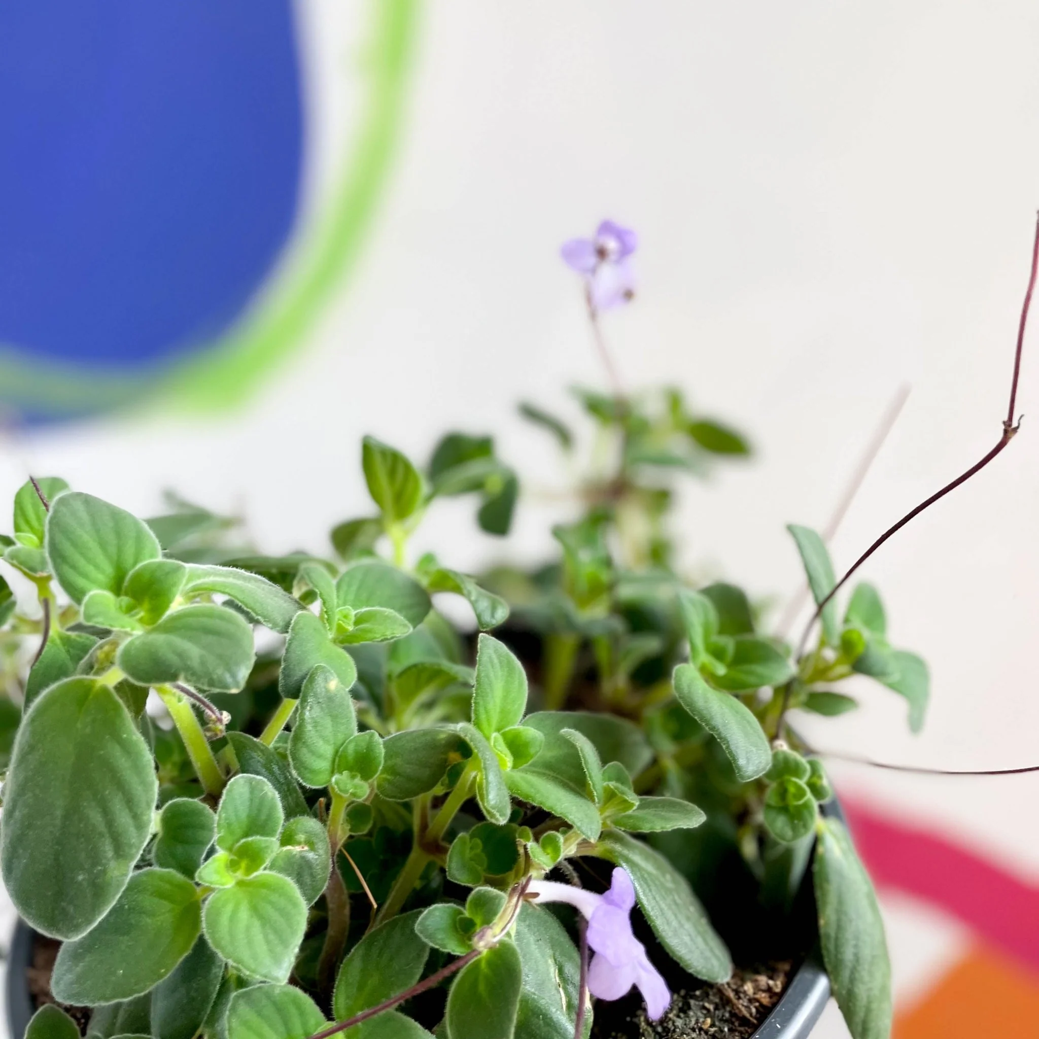 Streptocarpus saxorum - False African Violet - Image 8