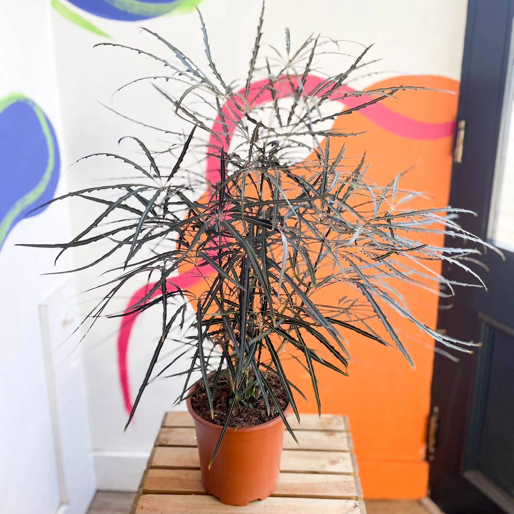 Dizygotheca elegantissima - False Aralia