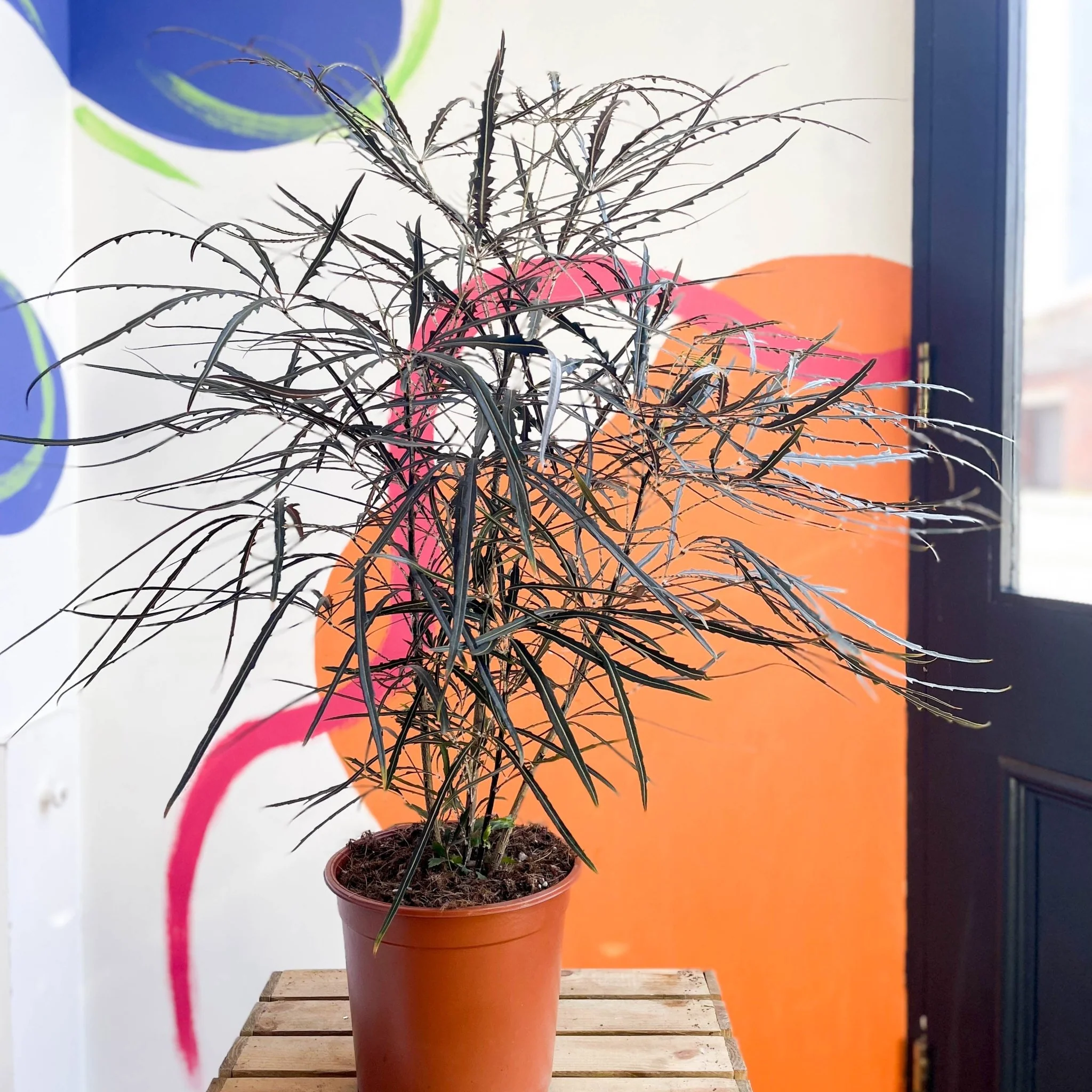 Dizygotheca elegantissima - False Aralia - Image 11