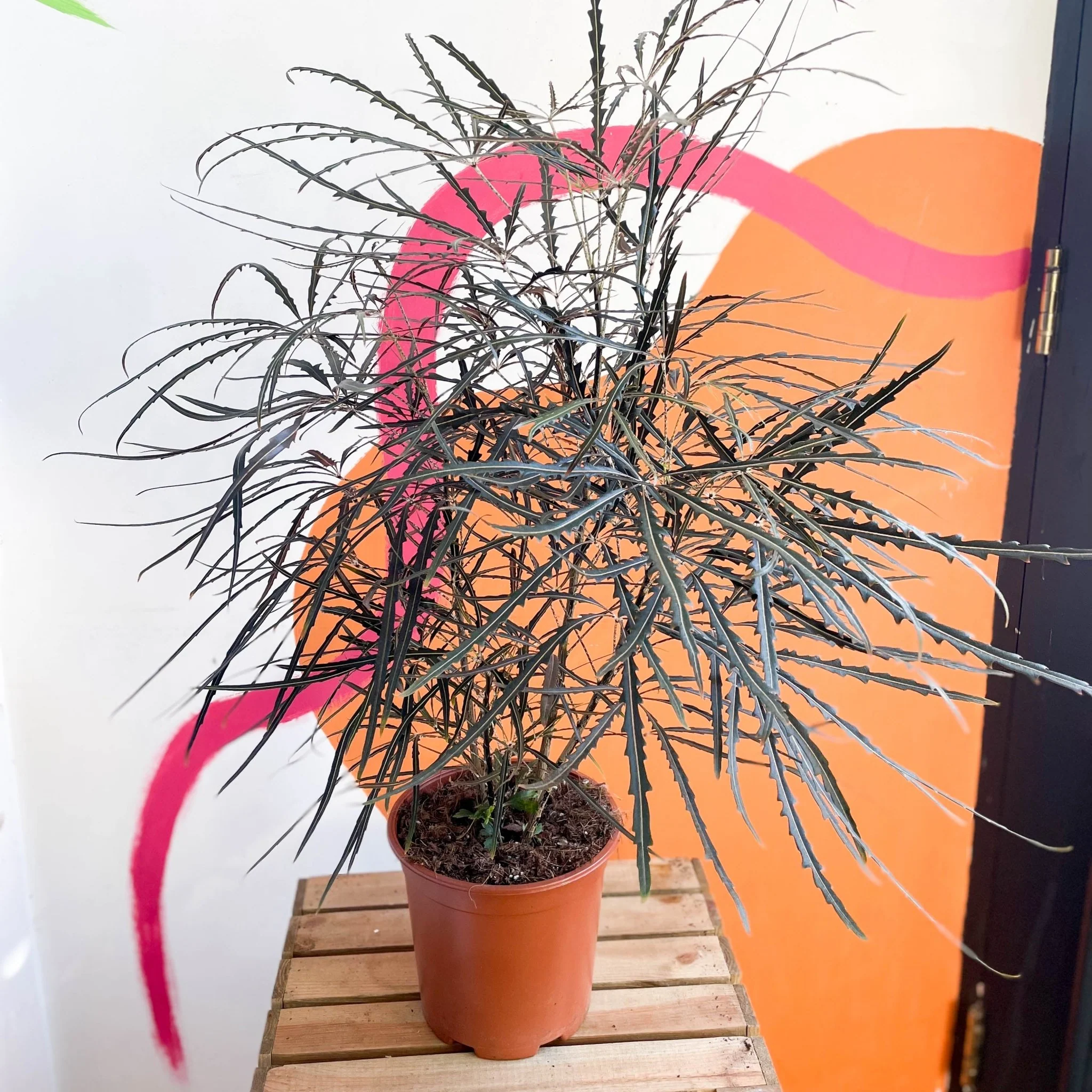 Dizygotheca elegantissima - False Aralia - Image 13
