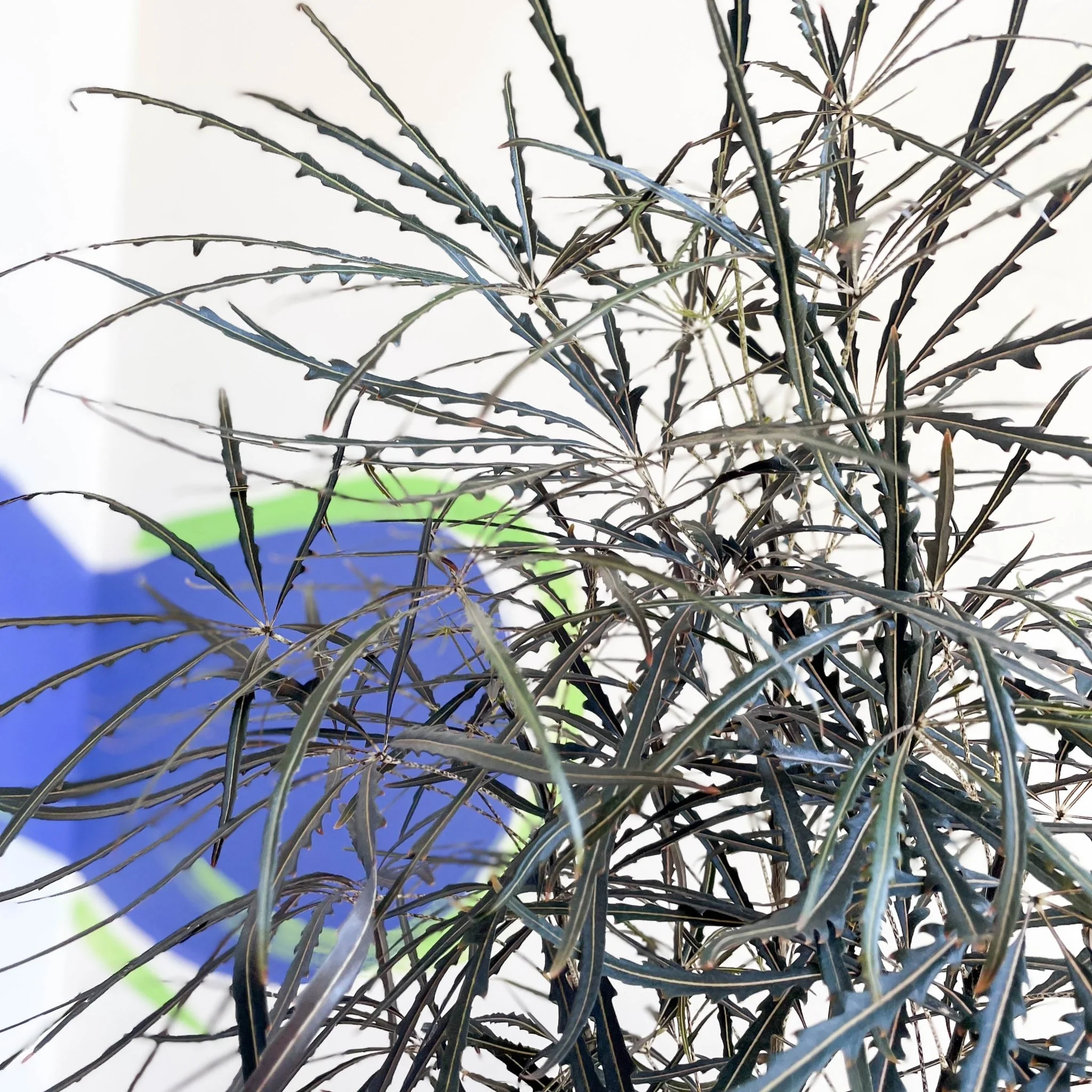 Dizygotheca elegantissima - False Aralia - Image 14