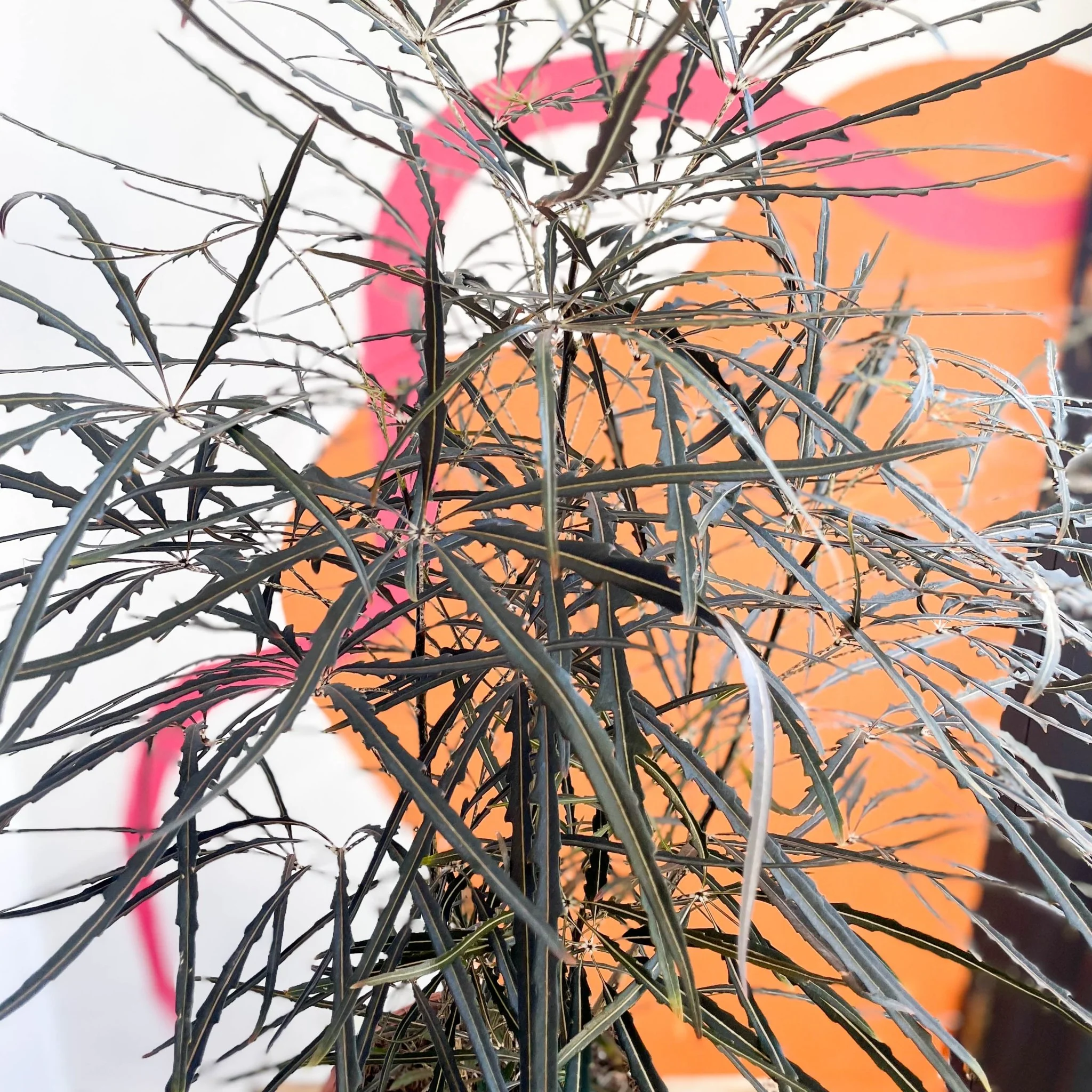 Dizygotheca elegantissima - False Aralia - Image 3