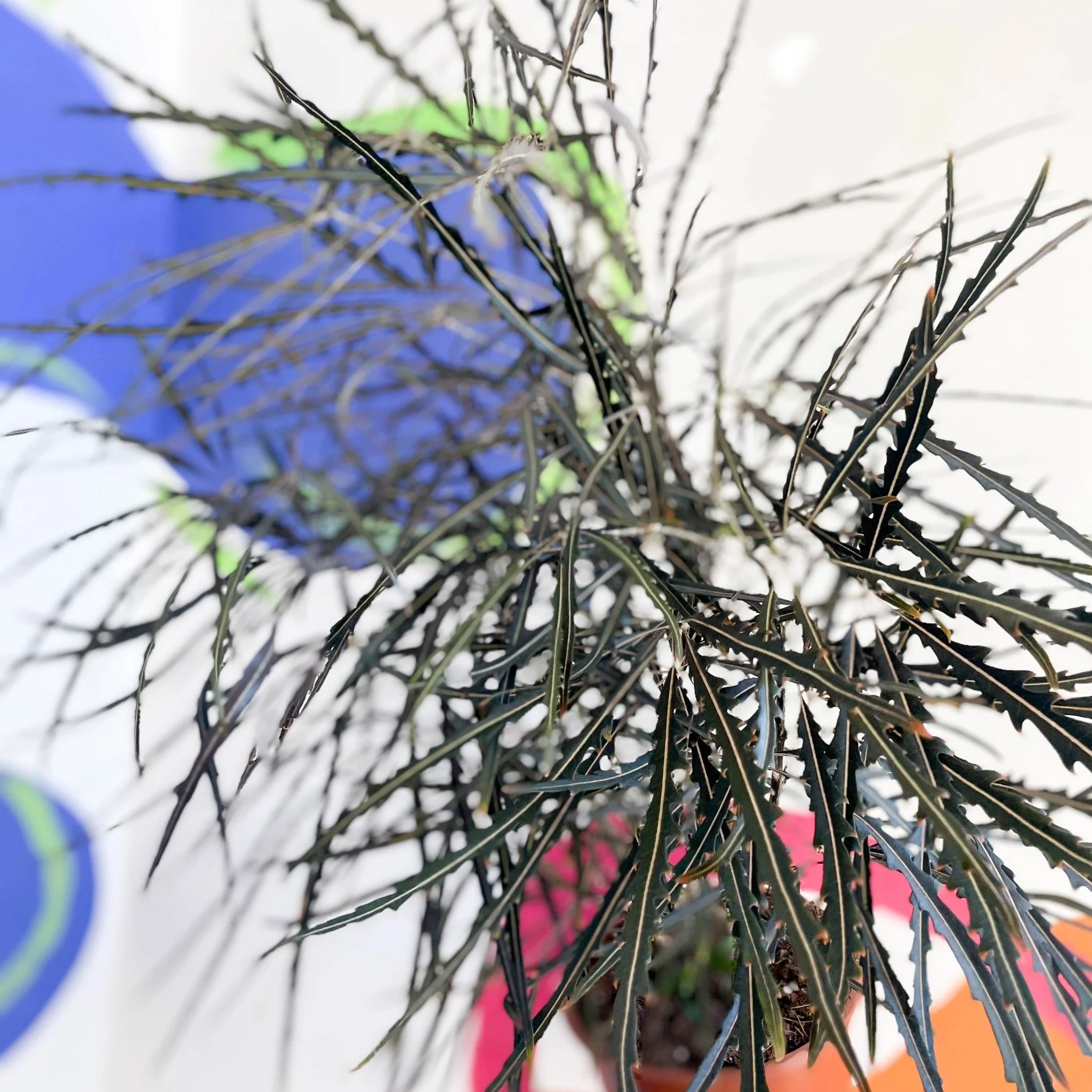 Dizygotheca elegantissima - False Aralia - Image 6