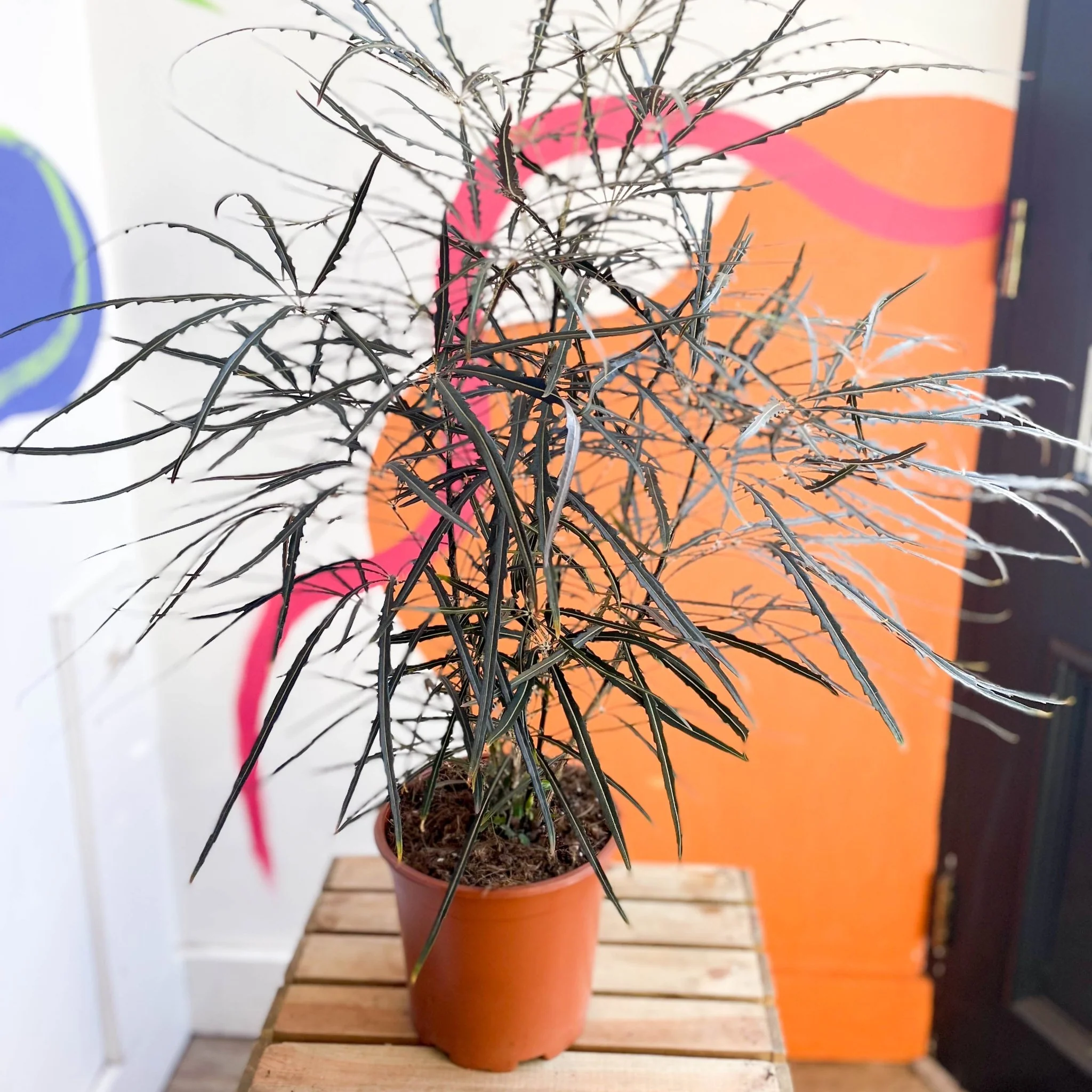 Dizygotheca elegantissima - False Aralia - Image 8