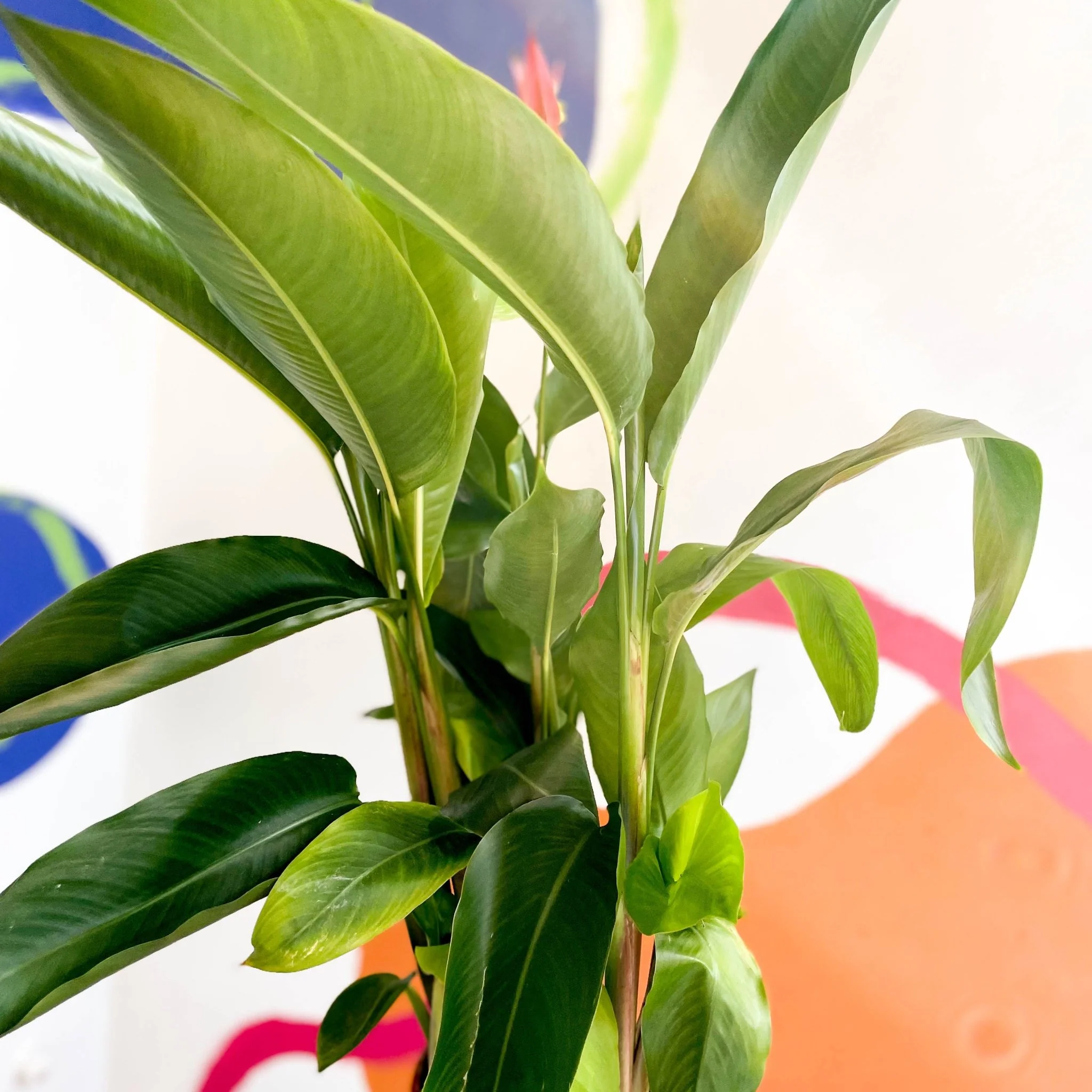 Heliconia psittacorum ‘Hawaii’ - False Bird of Paradise - Image 10