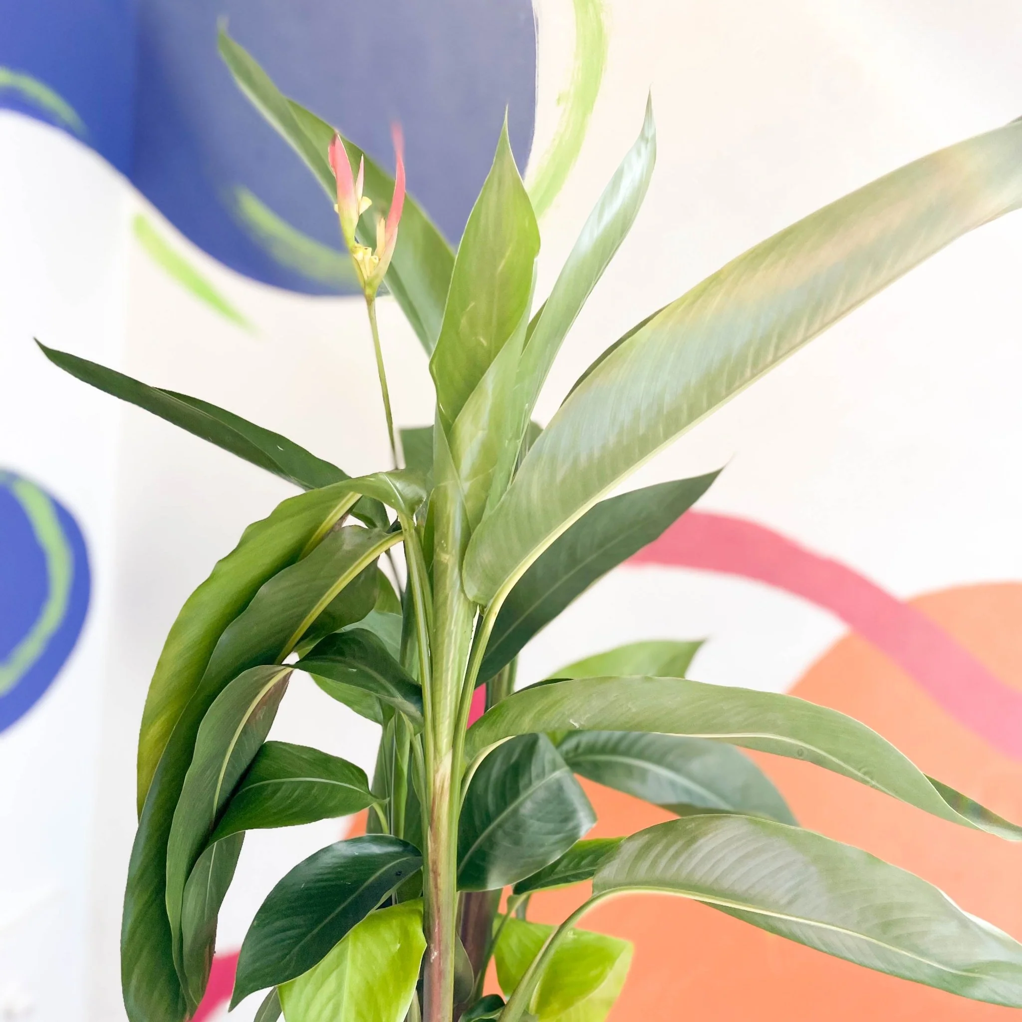 Heliconia psittacorum ‘Hawaii’ - False Bird of Paradise - Image 5