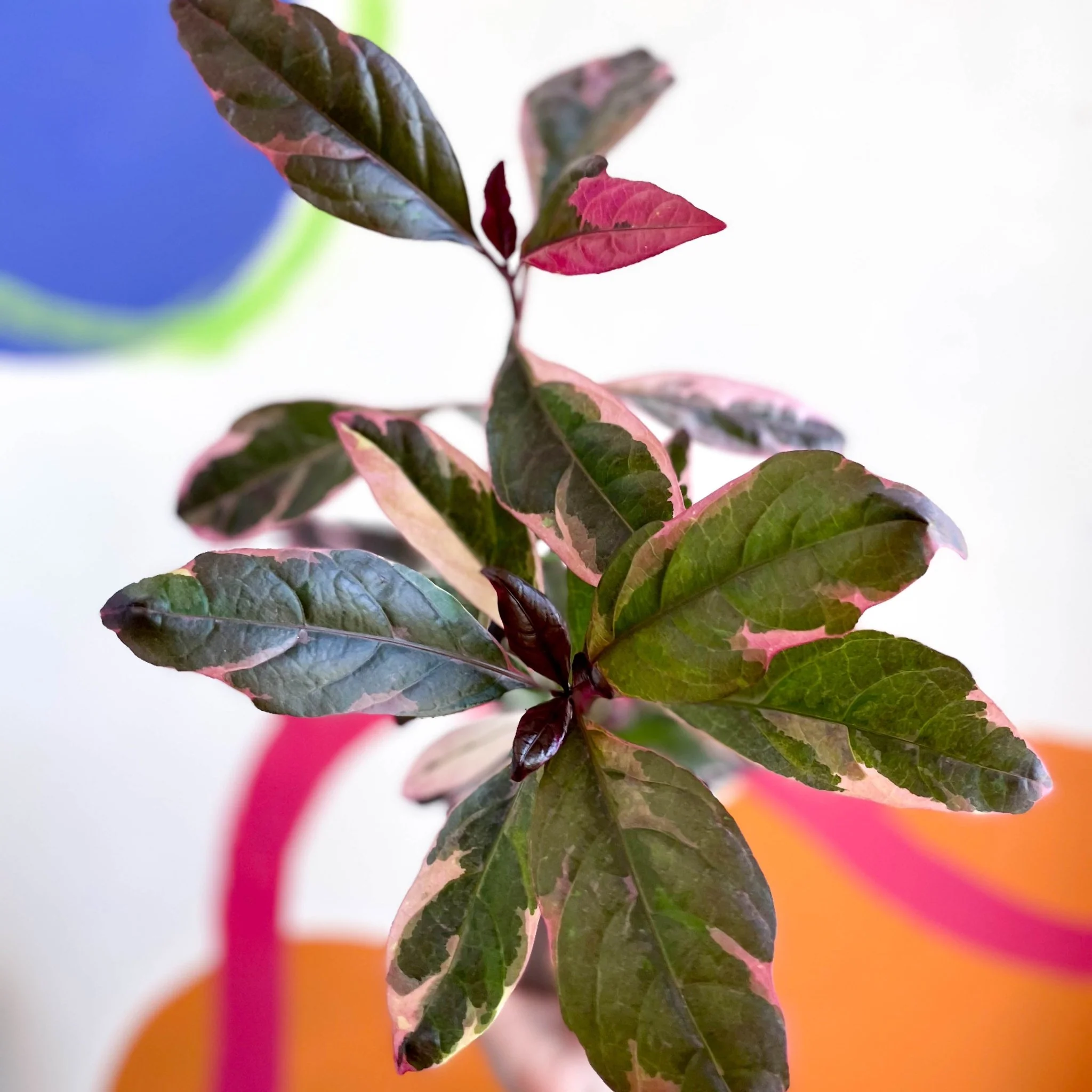 Pseuderanthemum carruthersii 'Tropicana Red' - False Eranthemum - British Grown - Image 2