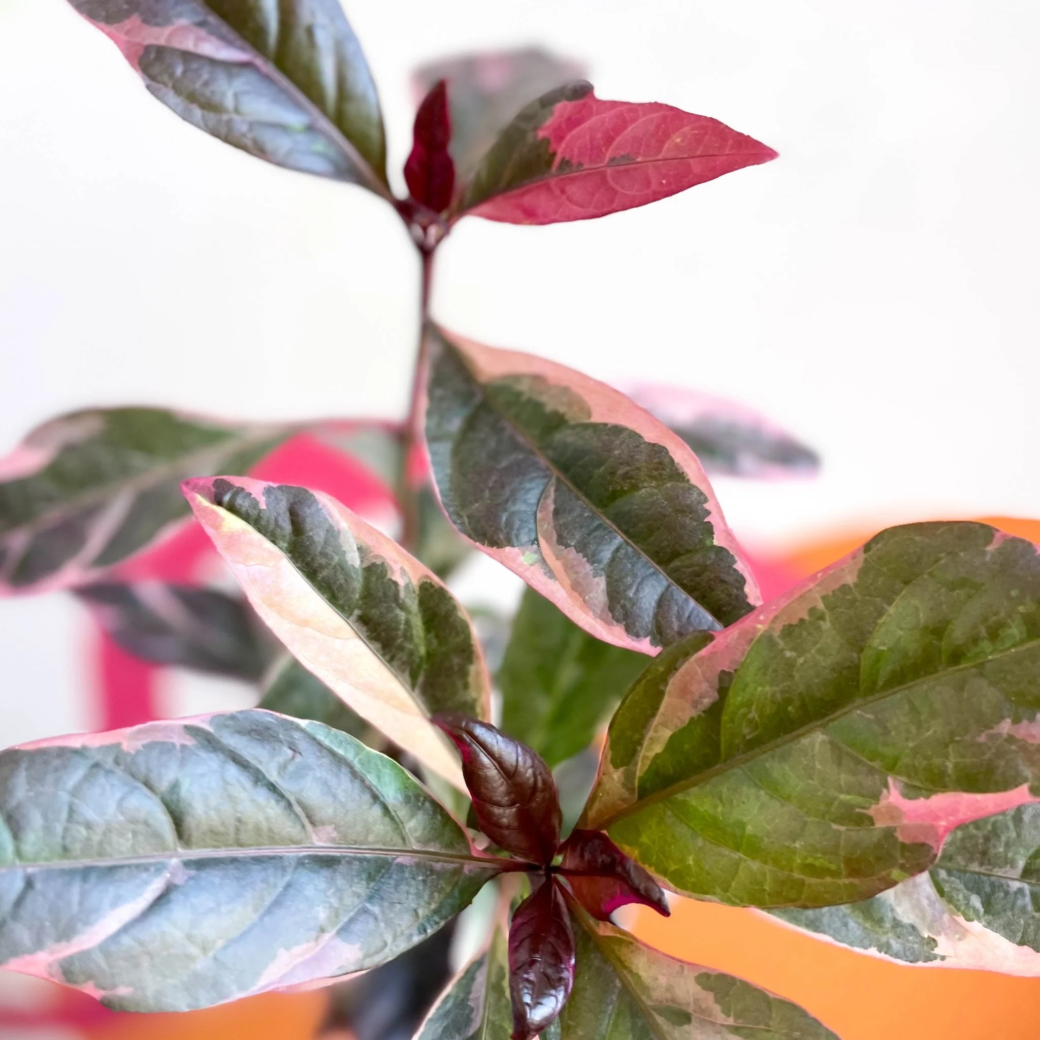Pseuderanthemum carruthersii 'Tropicana Red' - False Eranthemum - British Grown - Image 5