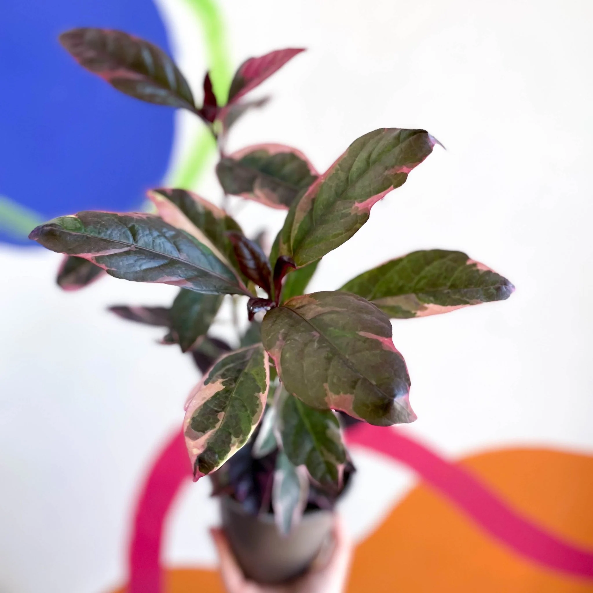 Pseuderanthemum carruthersii 'Tropicana Red' - False Eranthemum - British Grown - Image 6