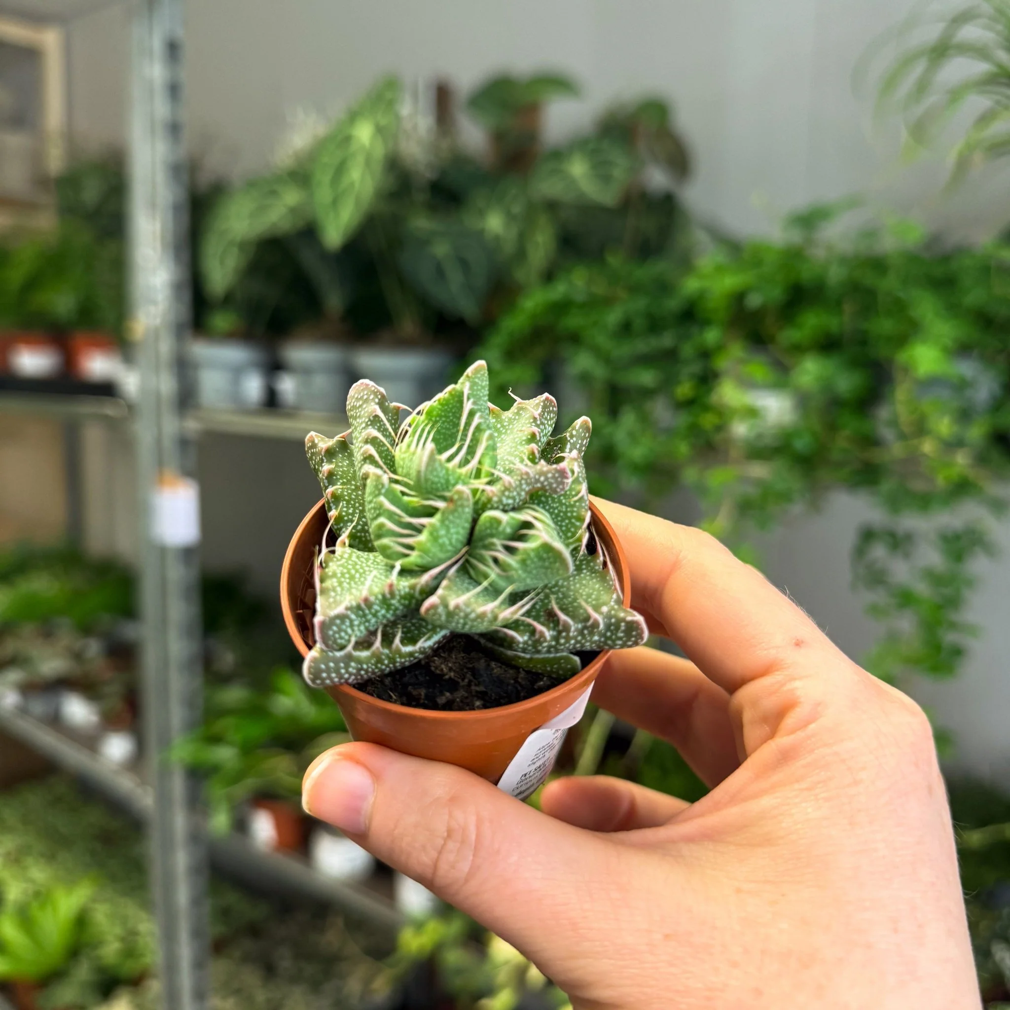 Faucaria tigrina f. monstruosa - Tiger Jaws Succulent - Image 7