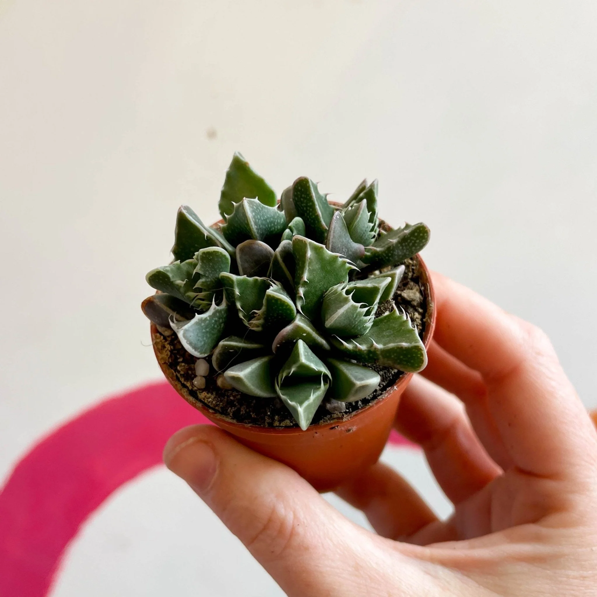 Faucaria tigrina - Tiger Jaws