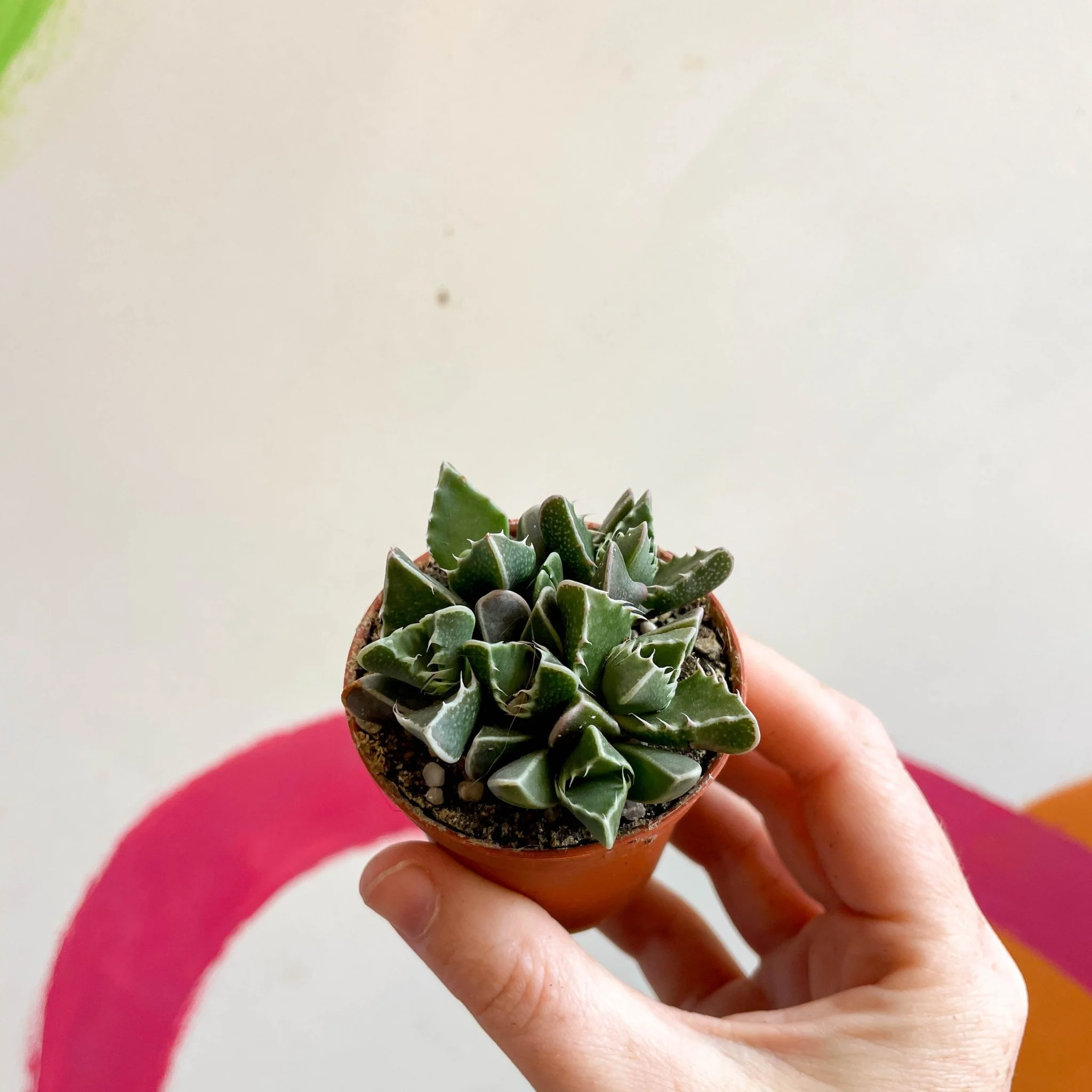 Faucaria tigrina - Tiger Jaws - Image 10
