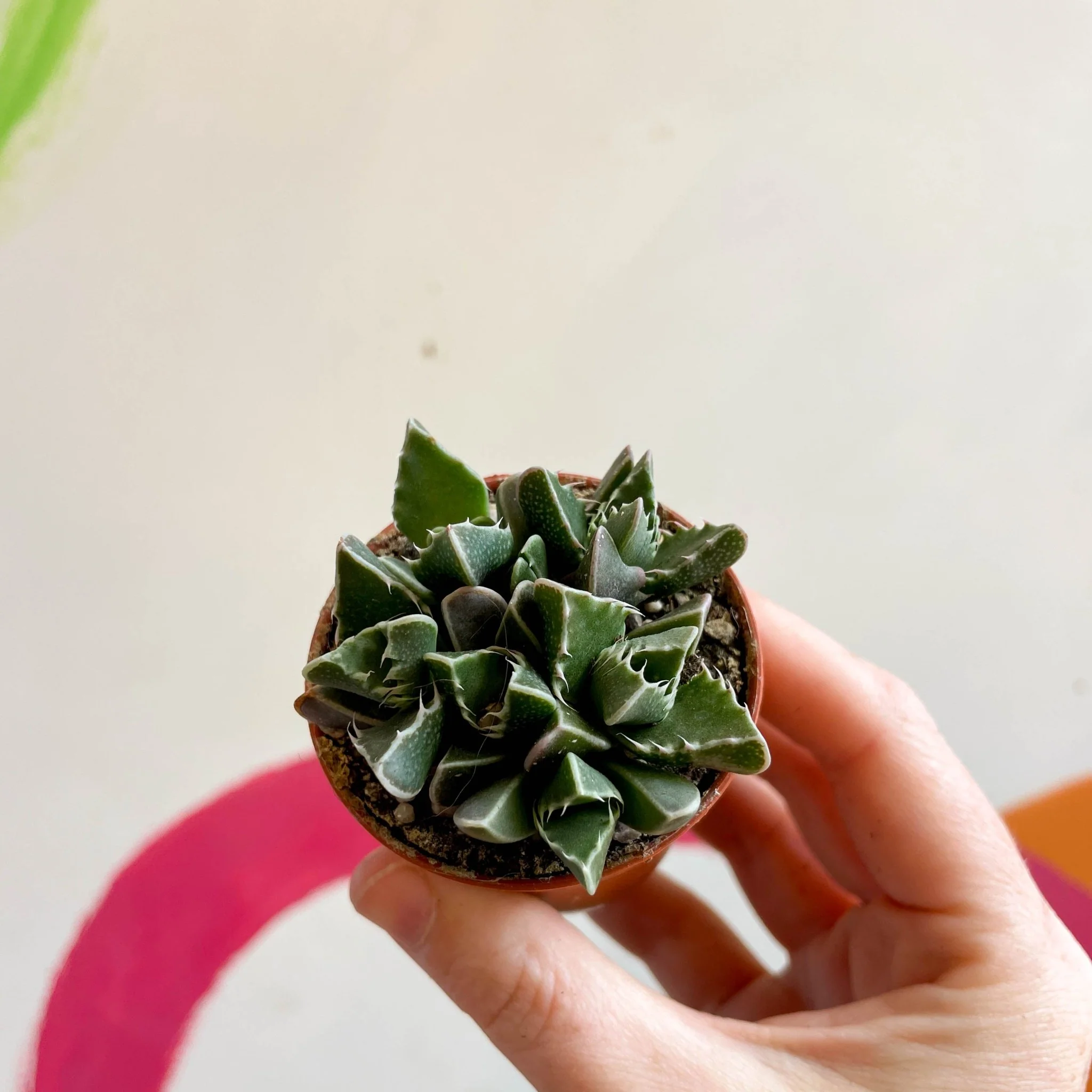 Faucaria tigrina - Tiger Jaws - Image 11