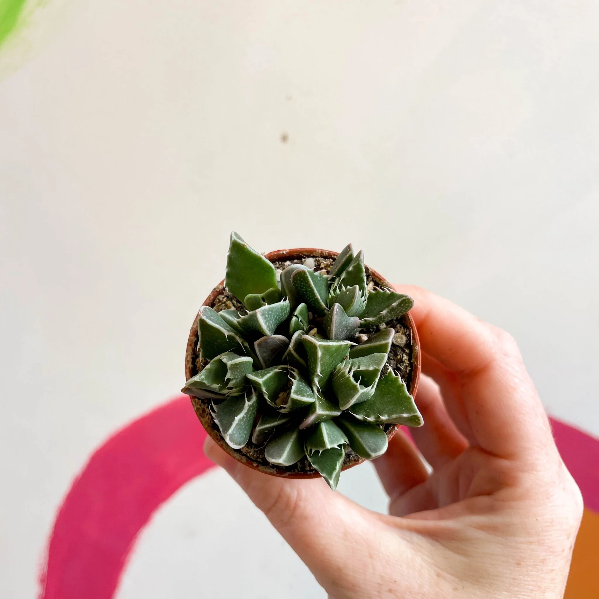 Faucaria tigrina - Tiger Jaws - Image 2